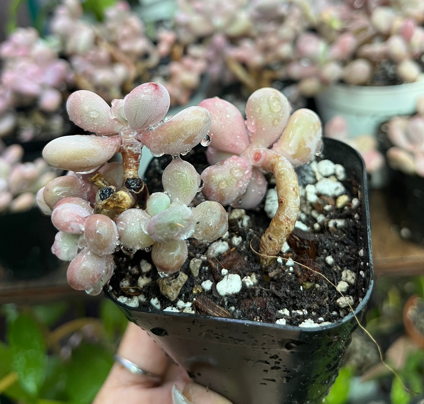 ** Pink Moonstone Succulents