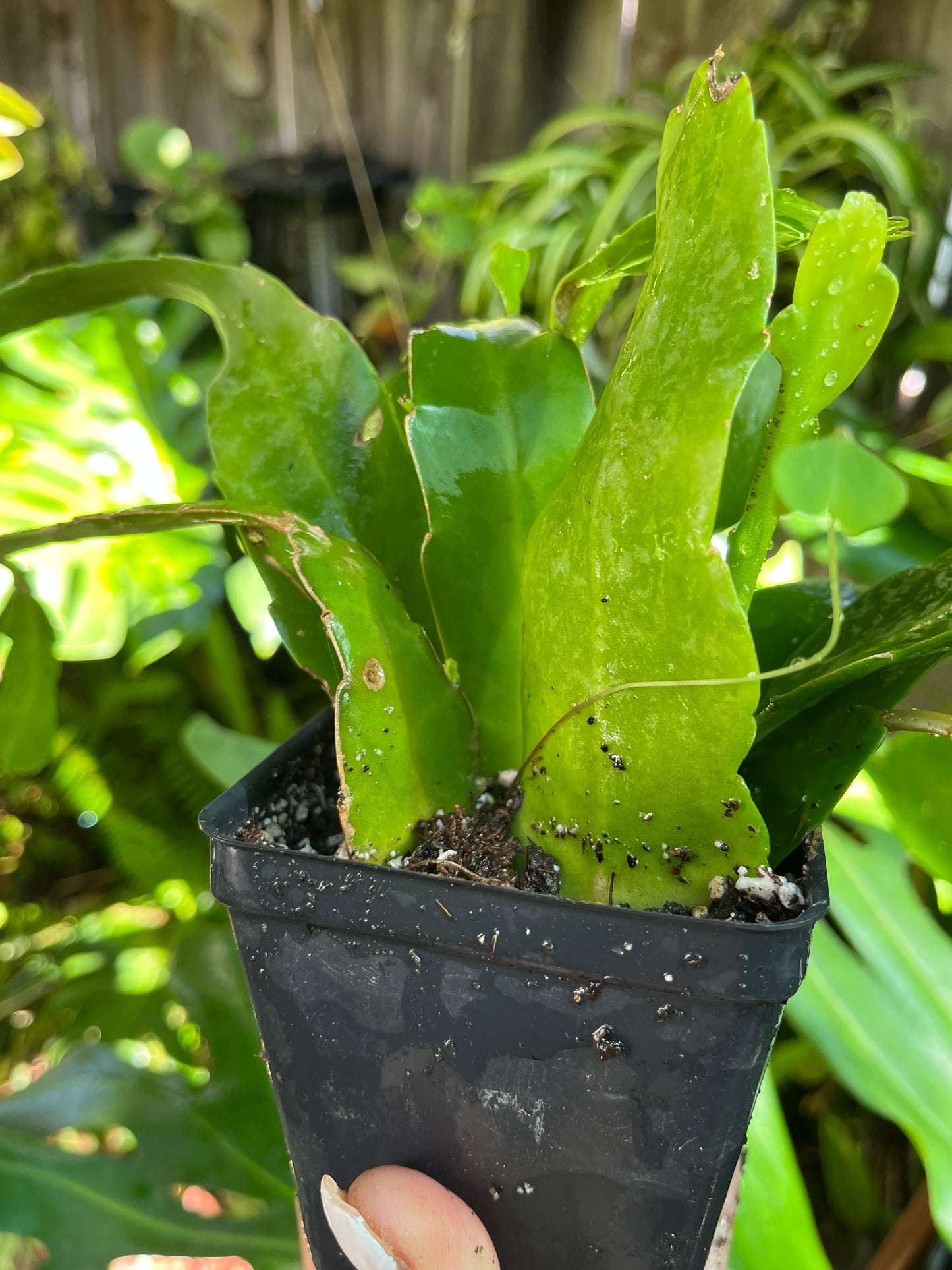 EPIPHYLLUM Orchid Cactus ‘Queen of the Night’ | 4” Pot | Exact Plant