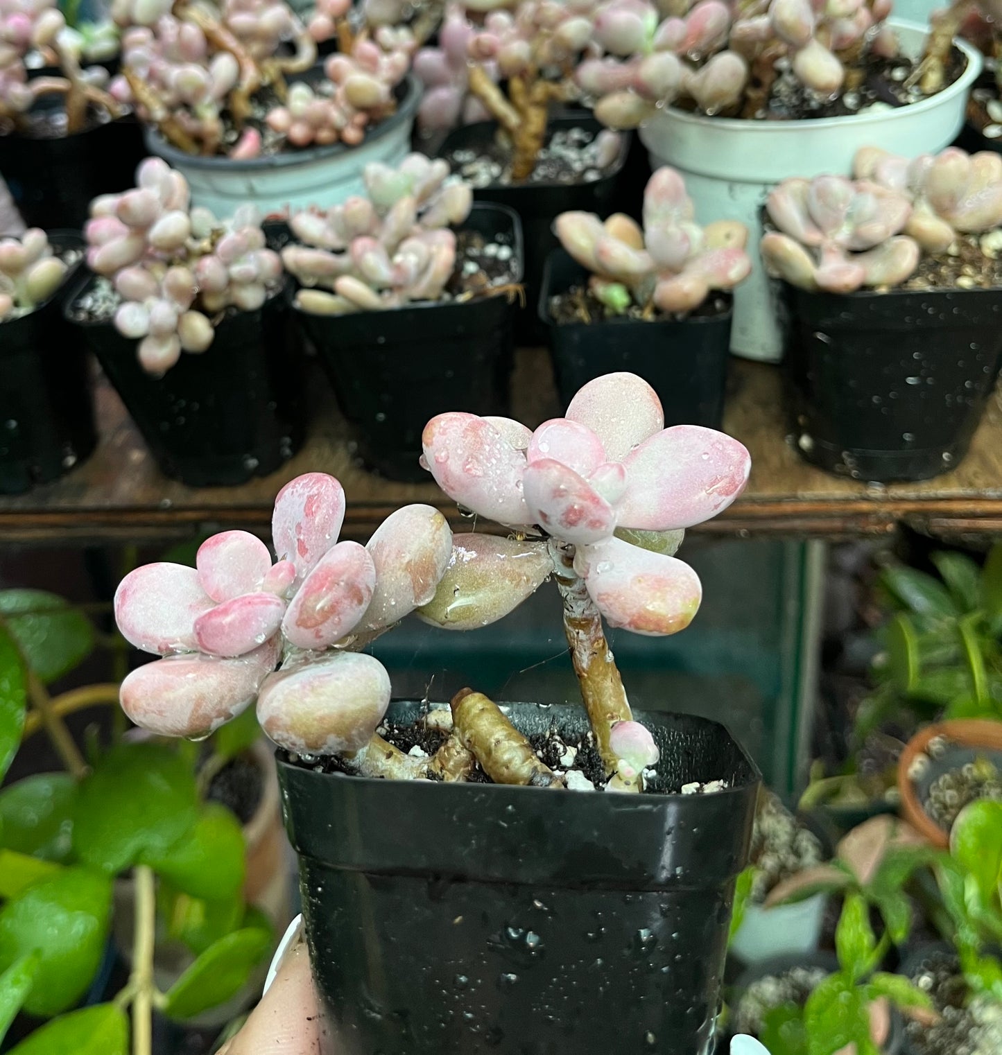 ** Pink Moonstone Succulents