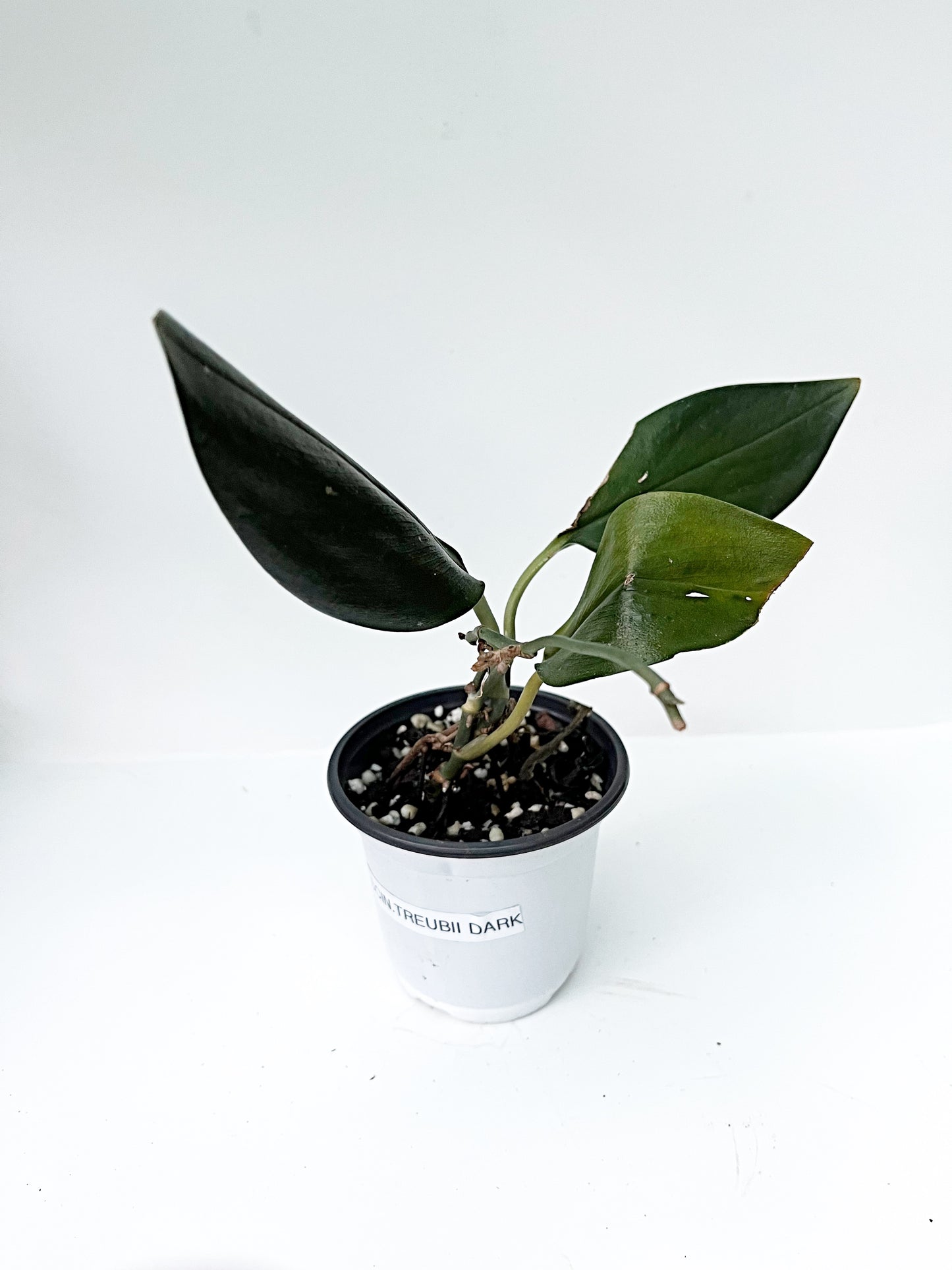 Scindapsus Treubii Dark Form | 4” pot |Exact plant