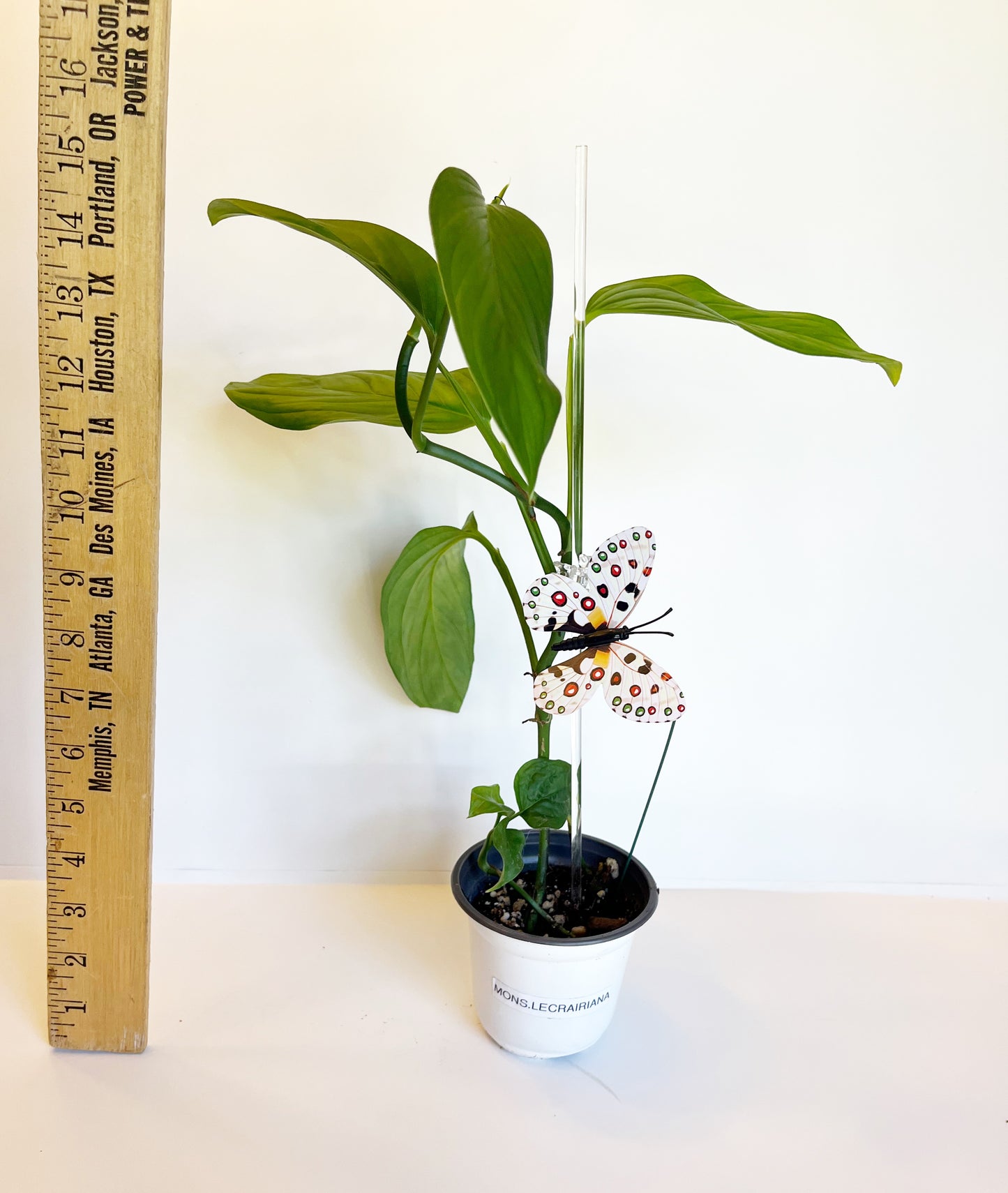 Monstera Lechleriana | Exact Plant