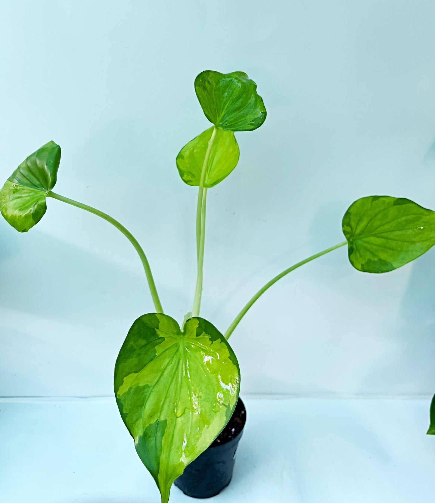 Alocasia Cucullata Variegated Aurea| Exact Plant