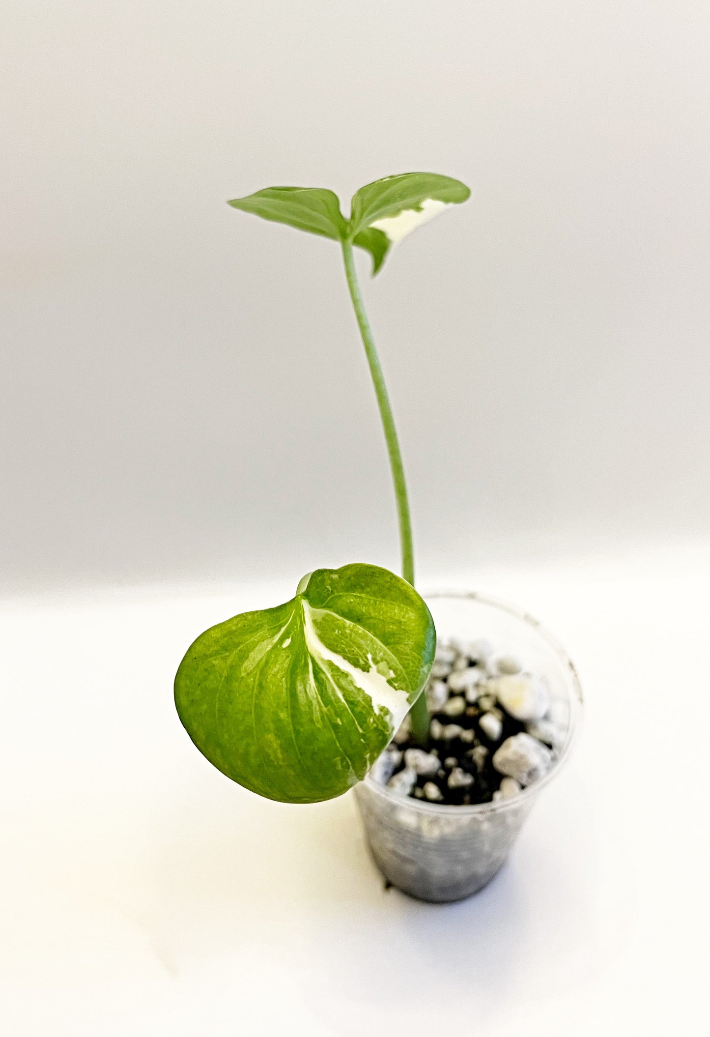 Alocasia macrorrhiza variegata  | Starter Plant | Exact Plant