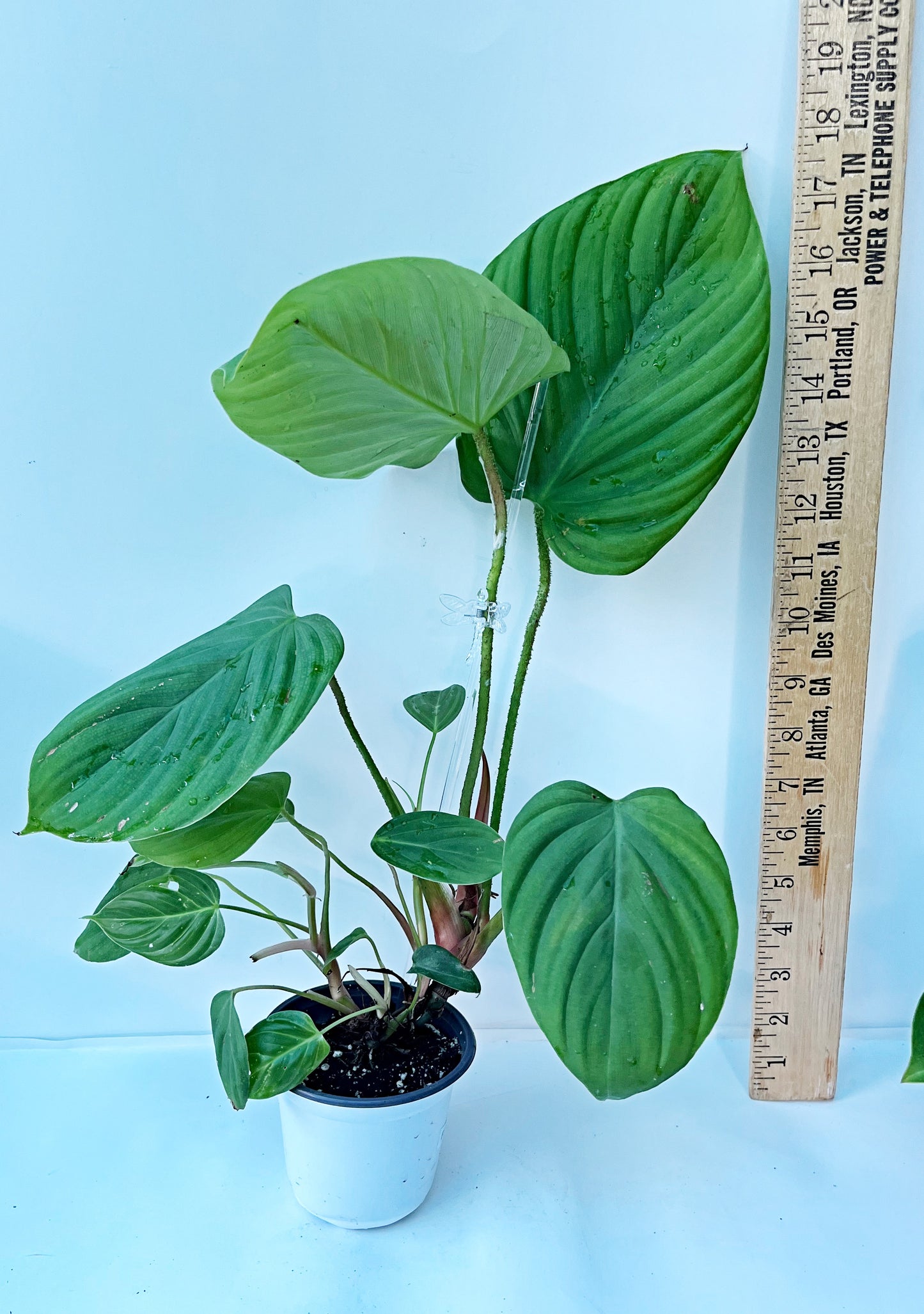 Philodendron Fuzzy Petiole | 4” Pot| Exact Plant