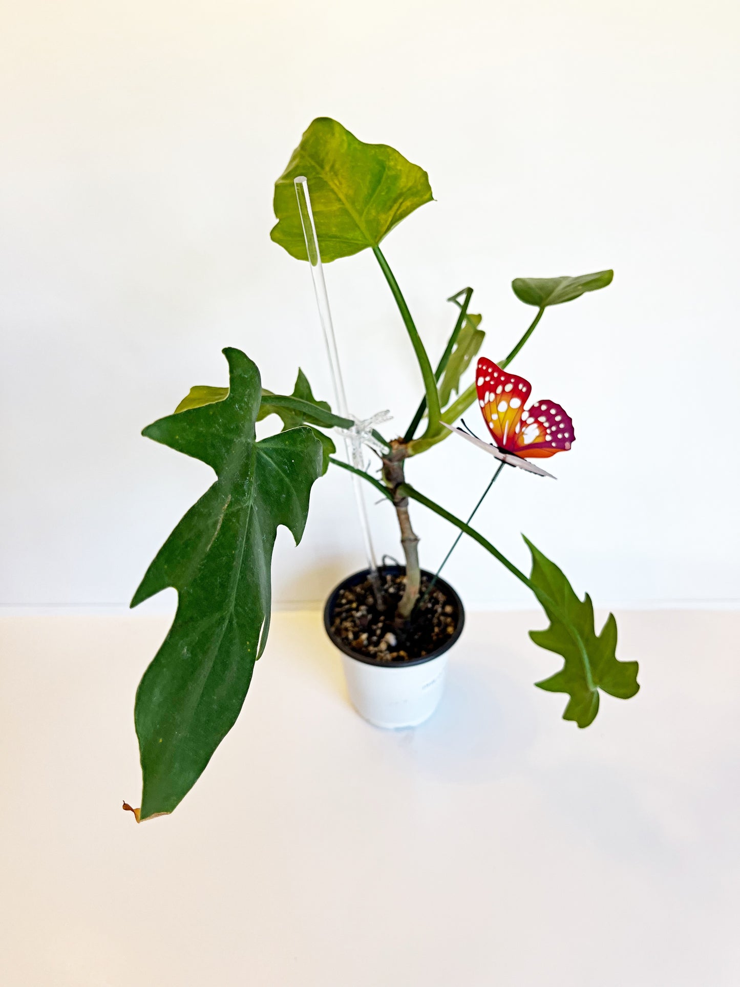 Philodendron Radiatum | Exact Plant