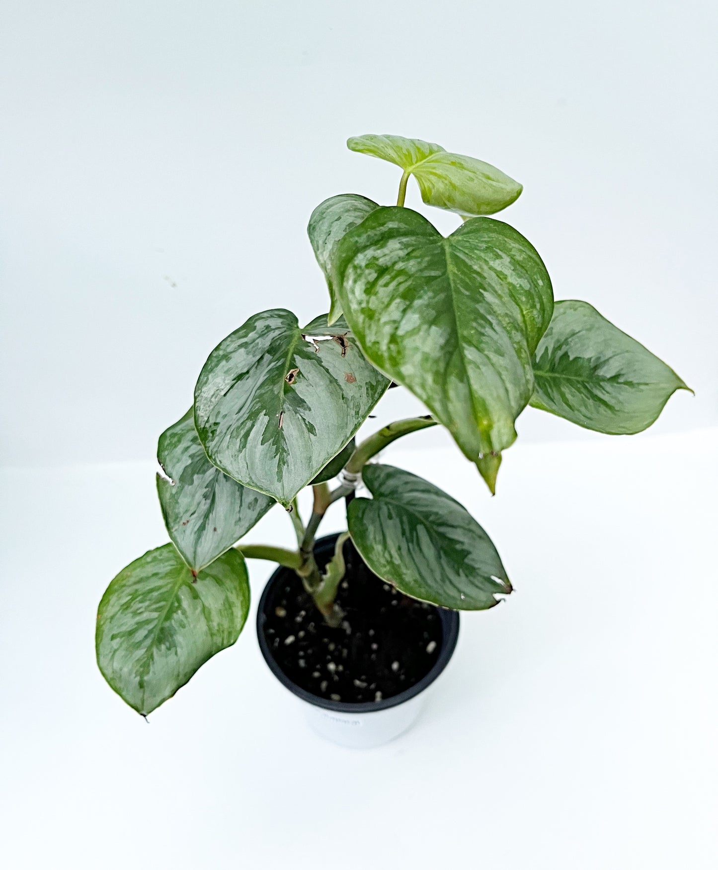 Philodendron Sodiroi | Exact Plant