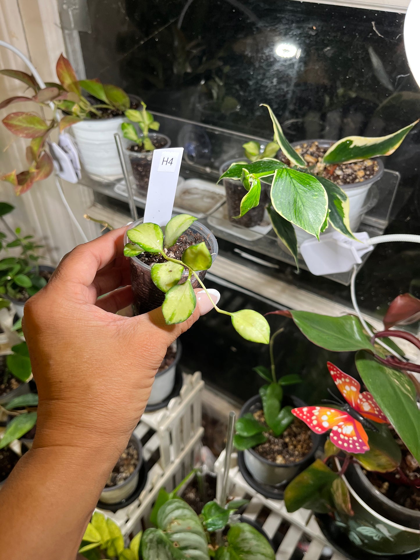 H4- Var. Hoya Heuschkeliana