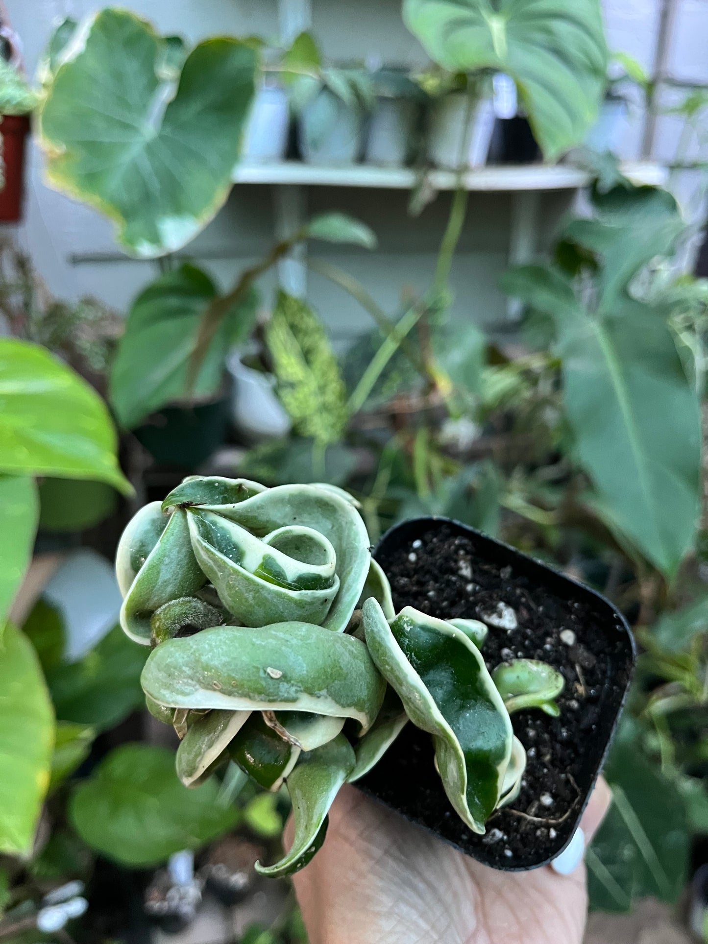 Variegated Hindu Rope Hoya- 4” pot