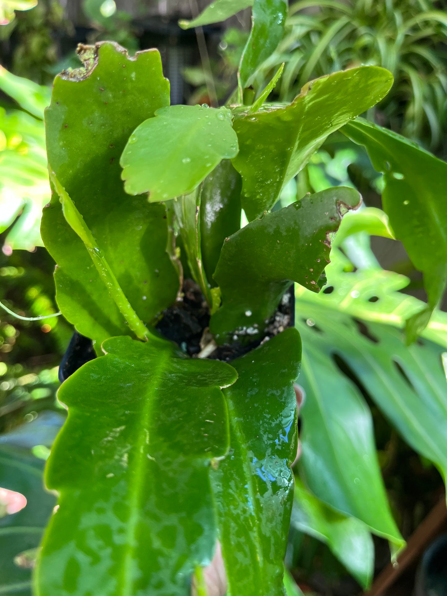 EPIPHYLLUM Orchid Cactus ‘Queen of the Night’ | 4” Pot | Exact Plant