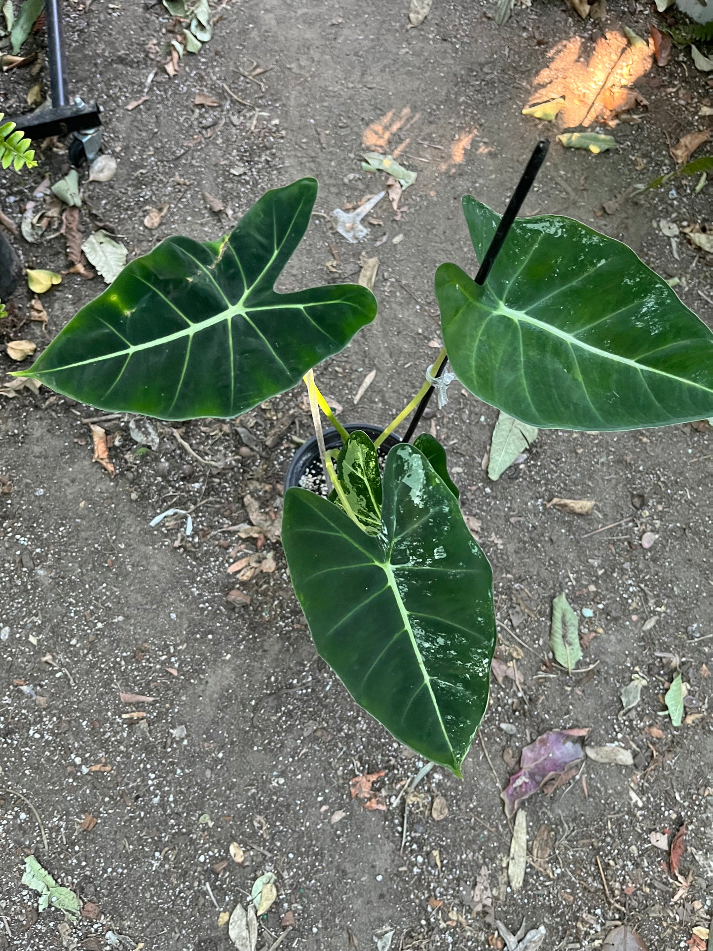 **Alocasia Frydek Variegated | 6” pot | Exact Plant