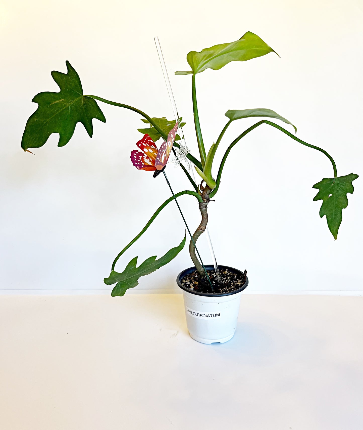 Philodendron Radiatum | Exact Plant