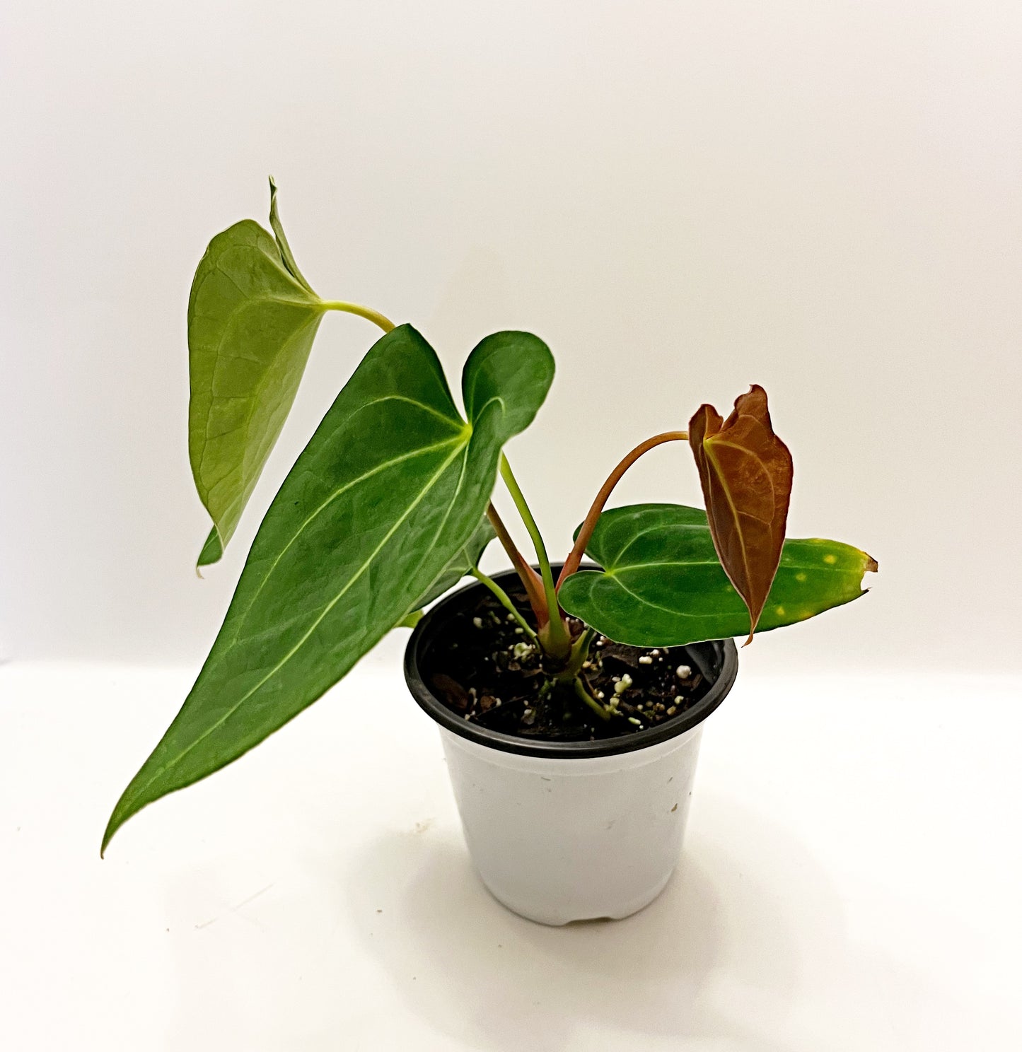 Anthurium Magnificum X Forgetii| 4” pot  | Exact Plant