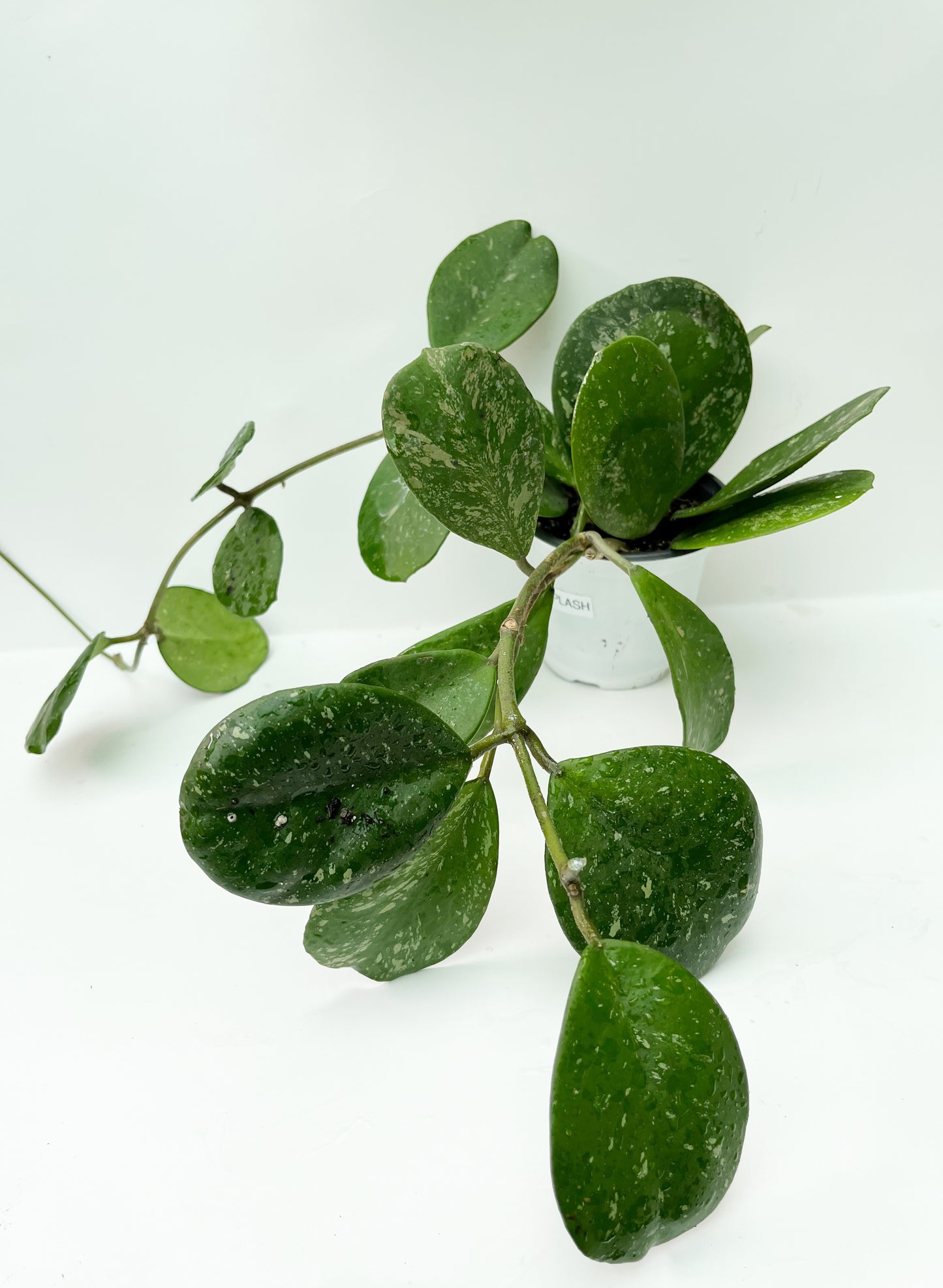 Hoya Obovata SPLASH| 4” pot |Rare | Exact Plant