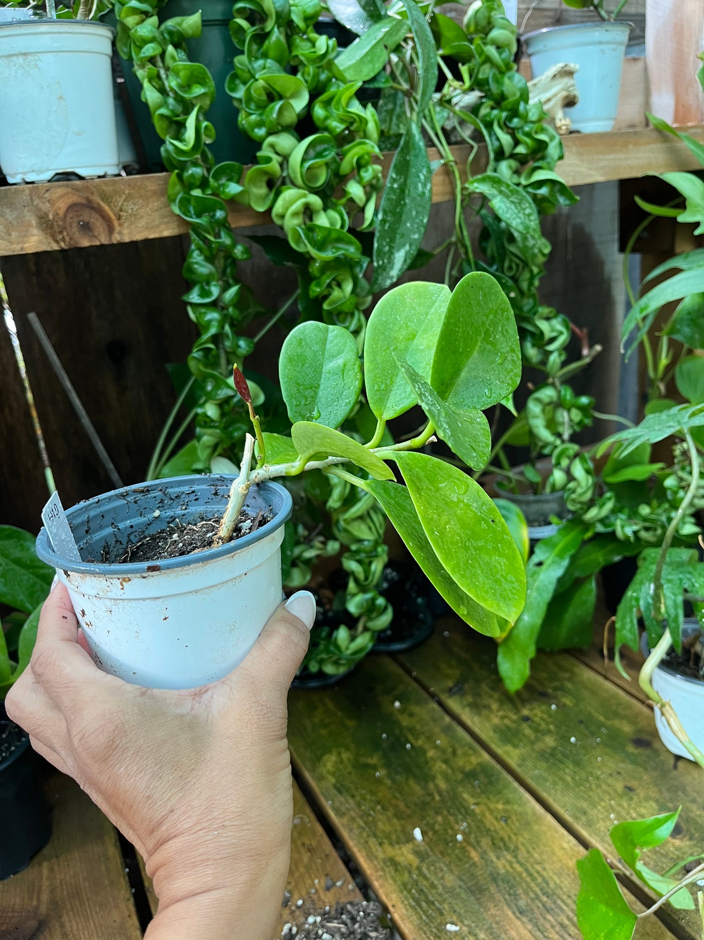 Hoya Pachylada -4” pot