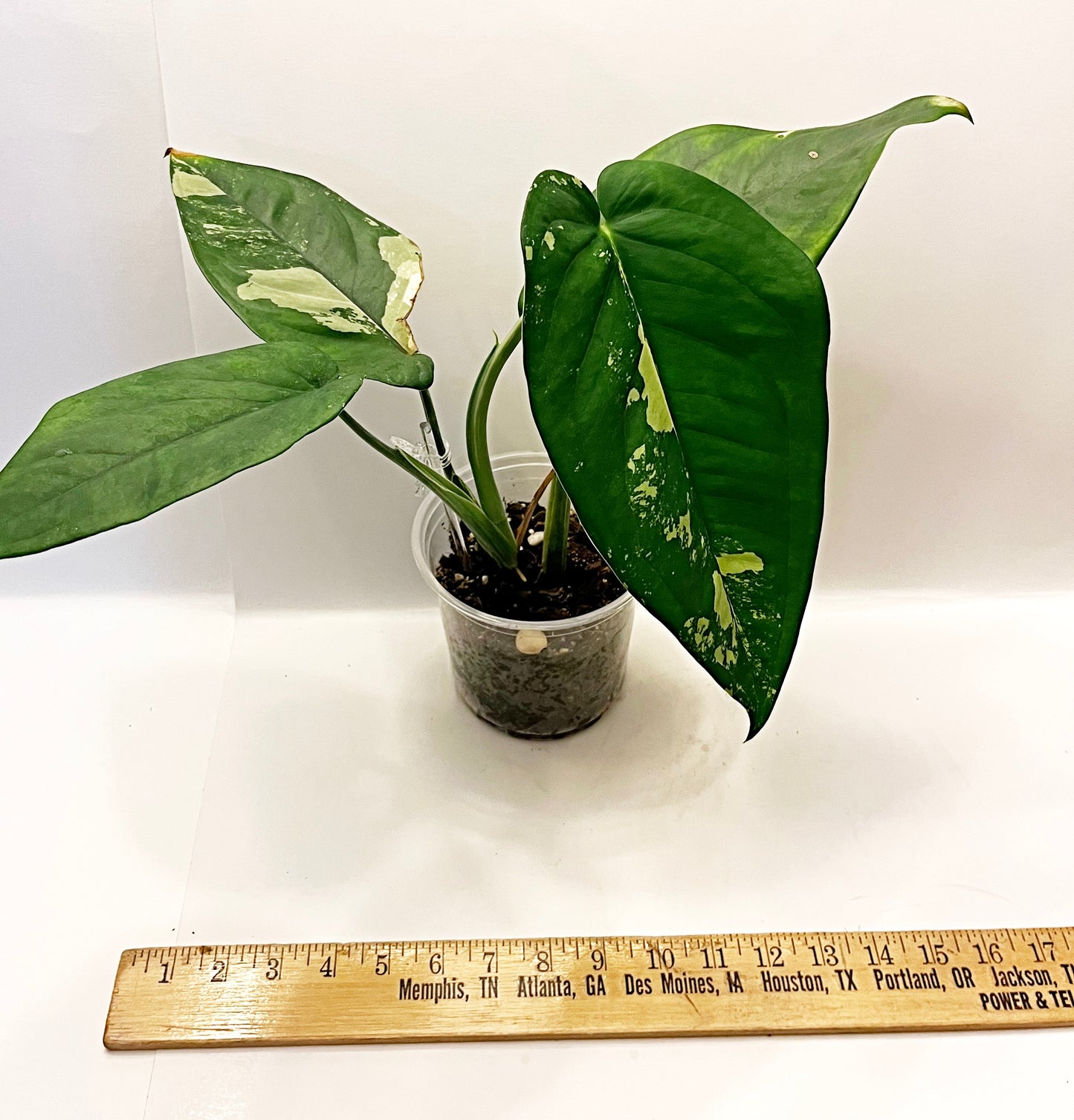 Syngonium Chiapense Variegated | RARE plant | 6” pot | Exact Plant