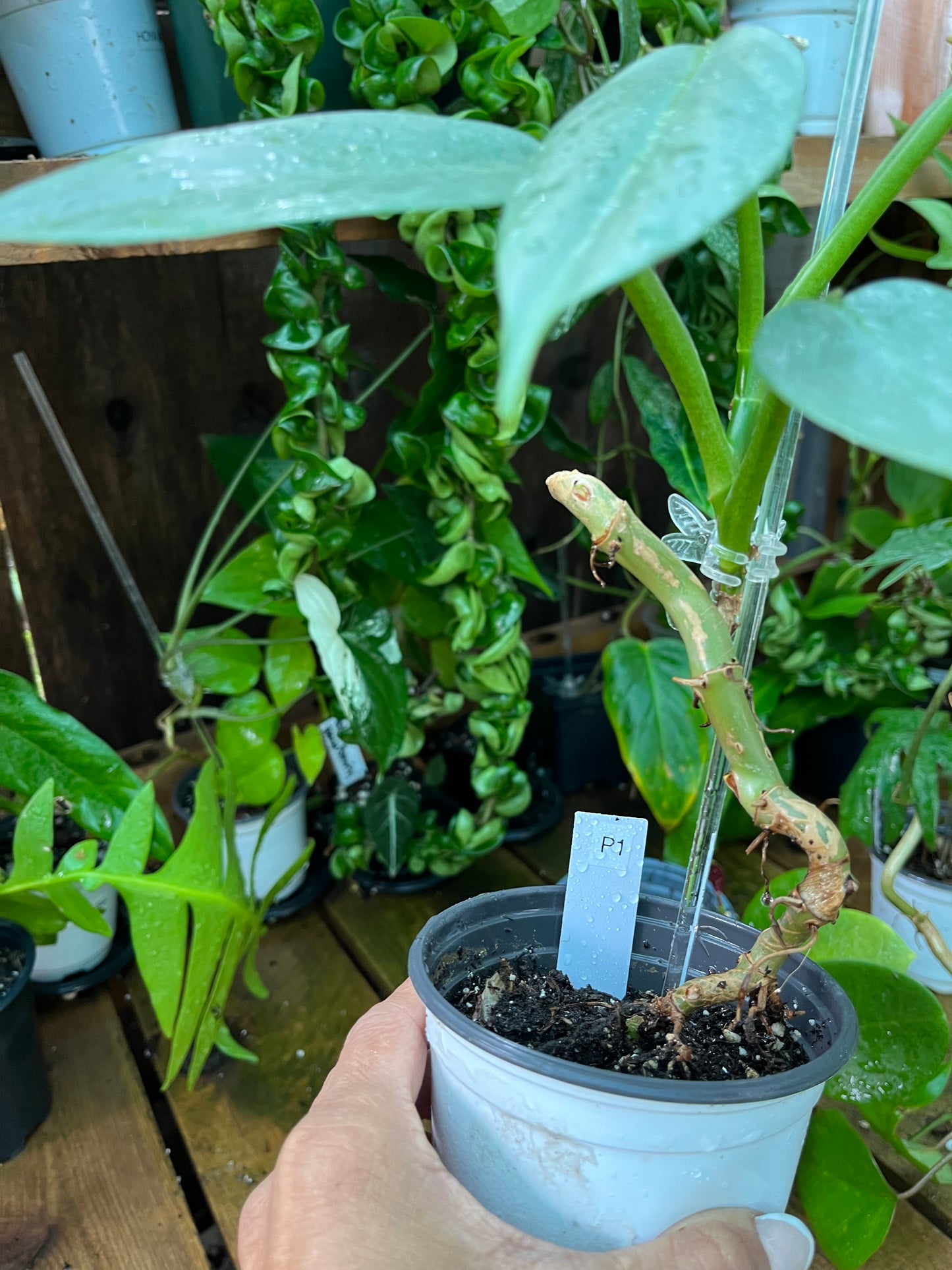 Philodendron Silver Sword - 4” pot