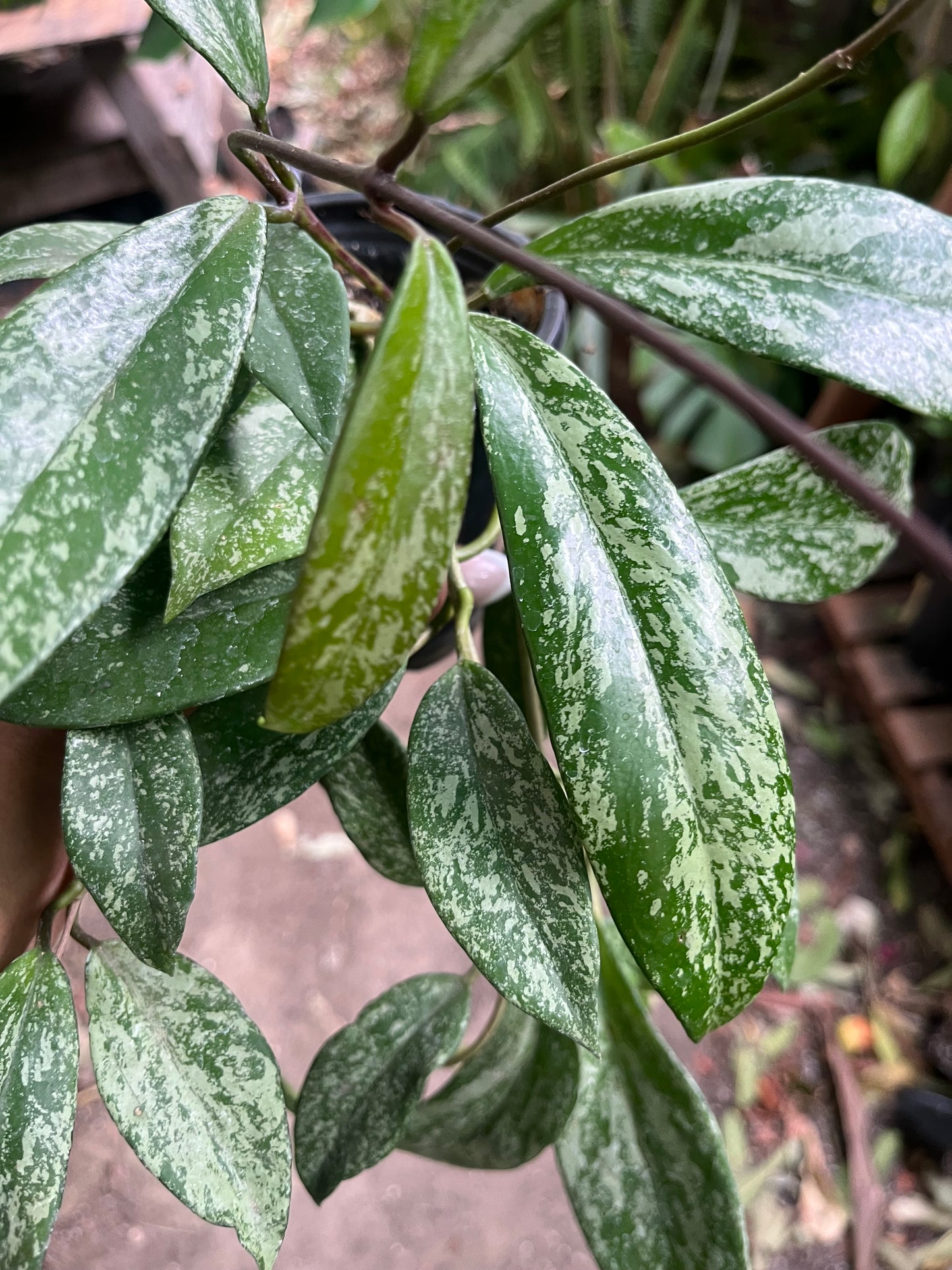 Hoya Publicalyx Splash - 4” pot