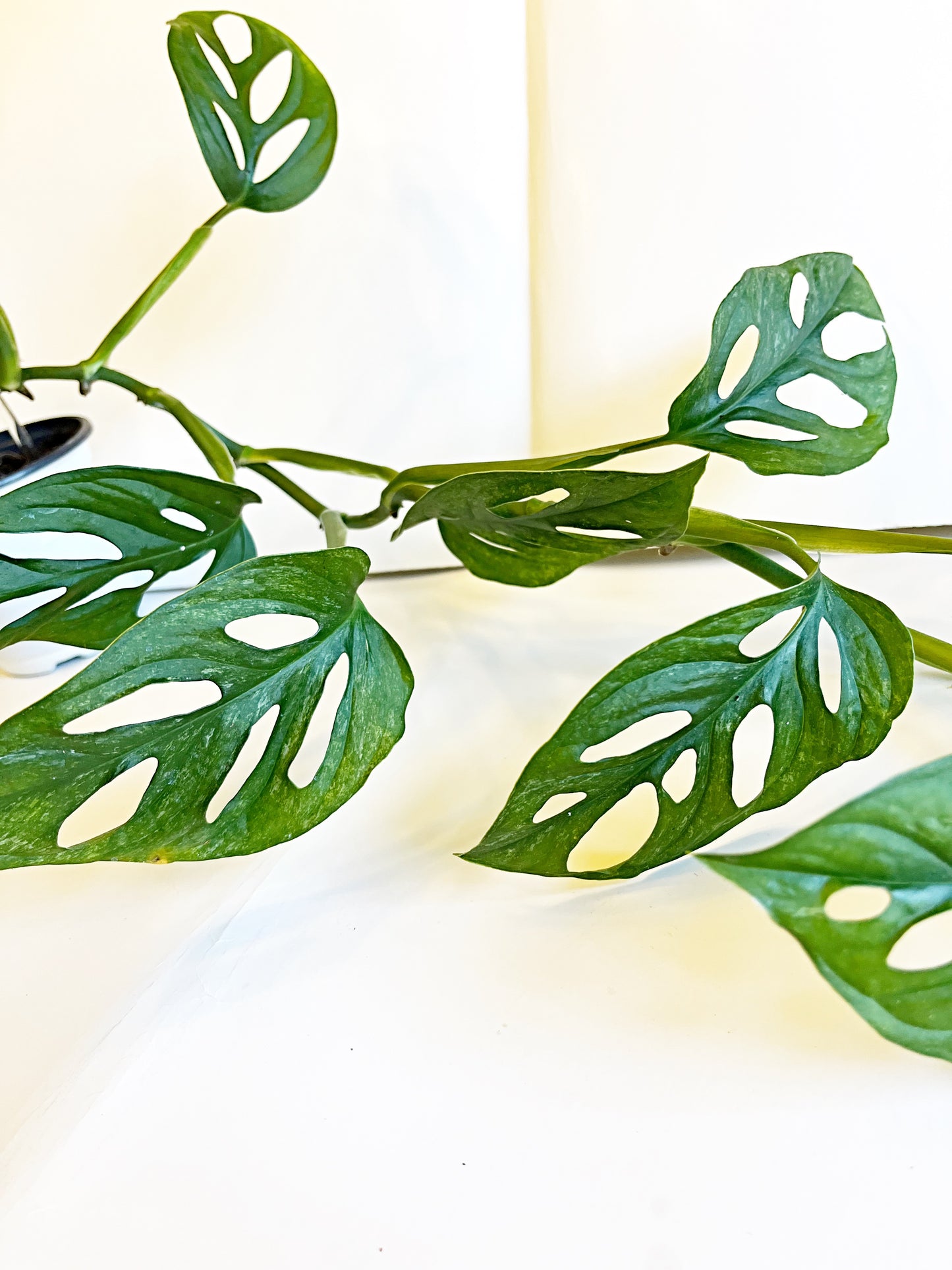 Monstera Adansonii Mint