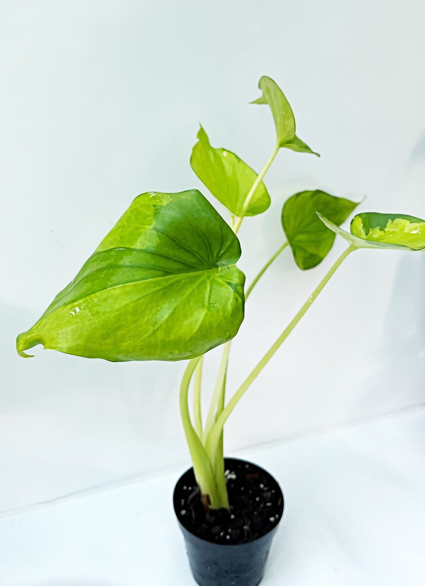 Alocasia Cucullata Variegated Aurea| Exact Plant