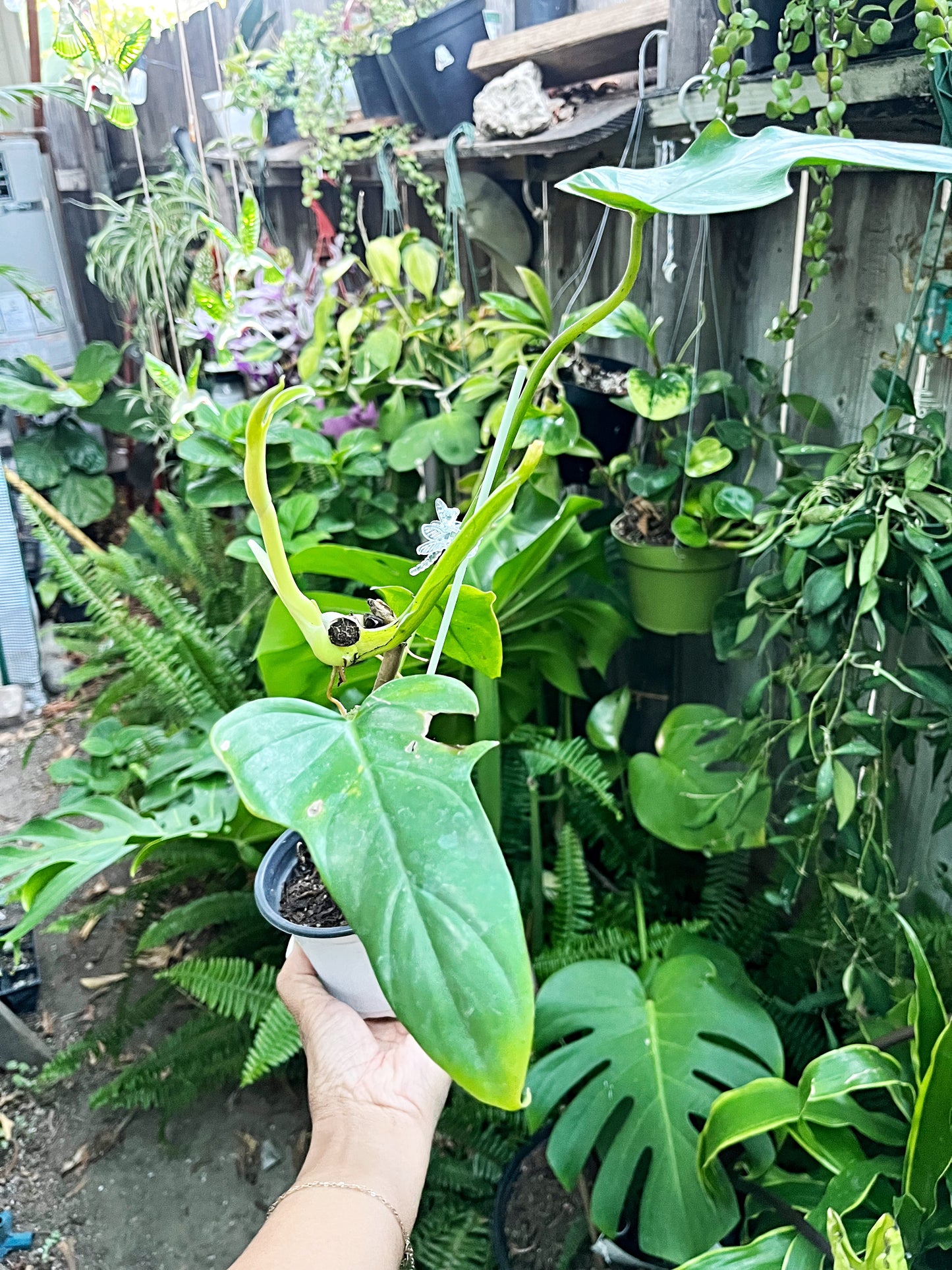 Philodendron Aurea*Cosmetic Damage*| “Golden Dragon” - Cosmetic Damage | Exact Plant