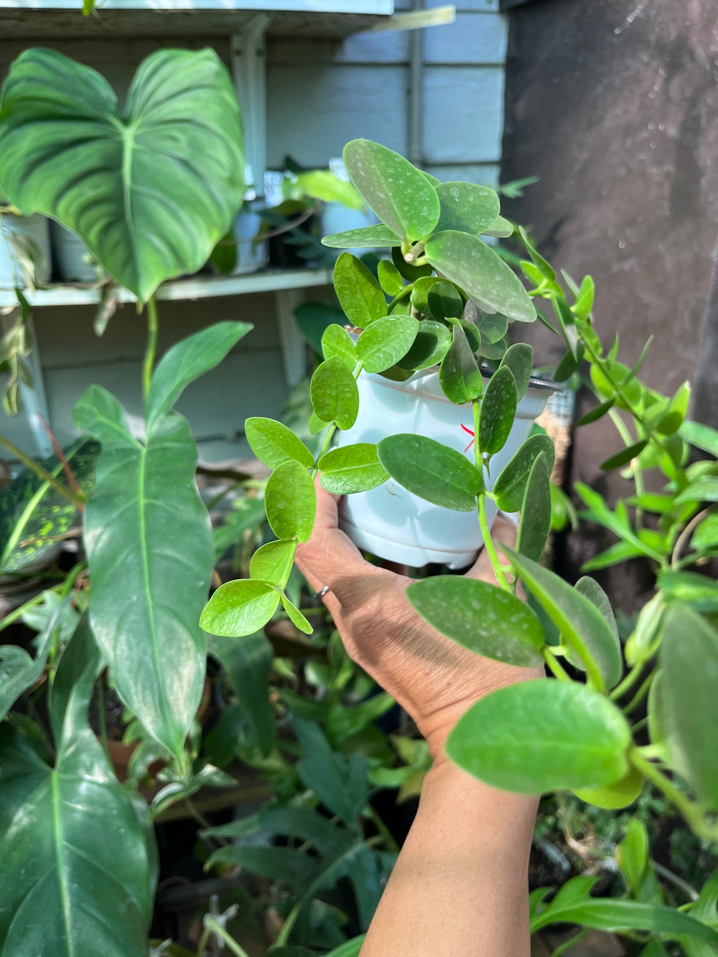 Hoya Cumingiana- 4” pot