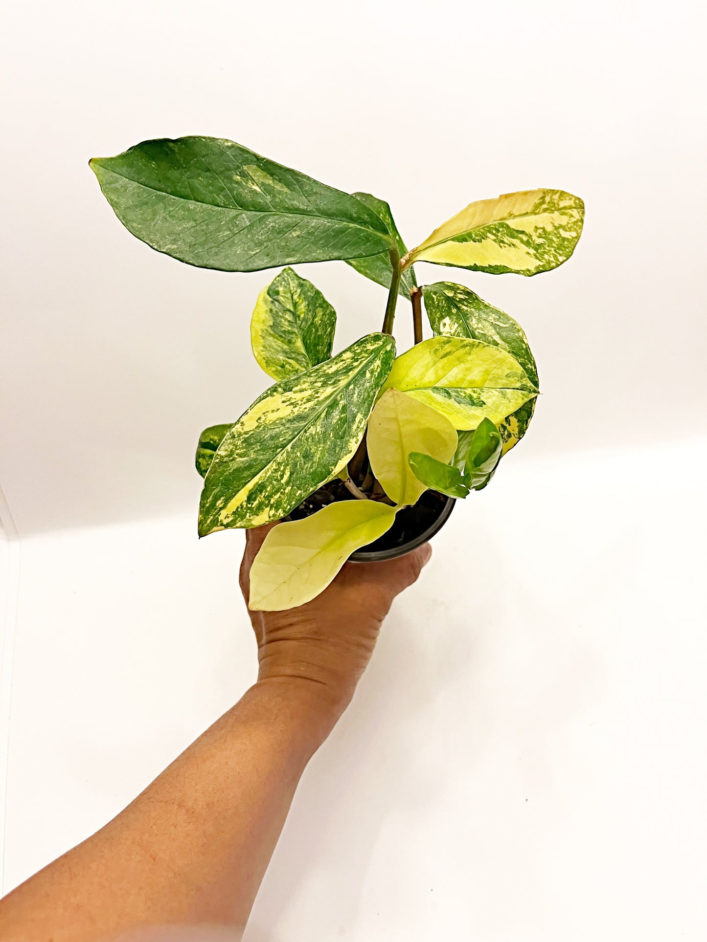 Variegated ZZ Plant|4” pot | Exact Plants| Rooted