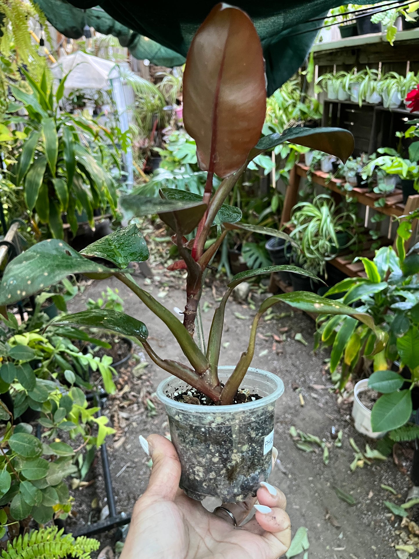 Philodendron Black Cardinal • 4” pot