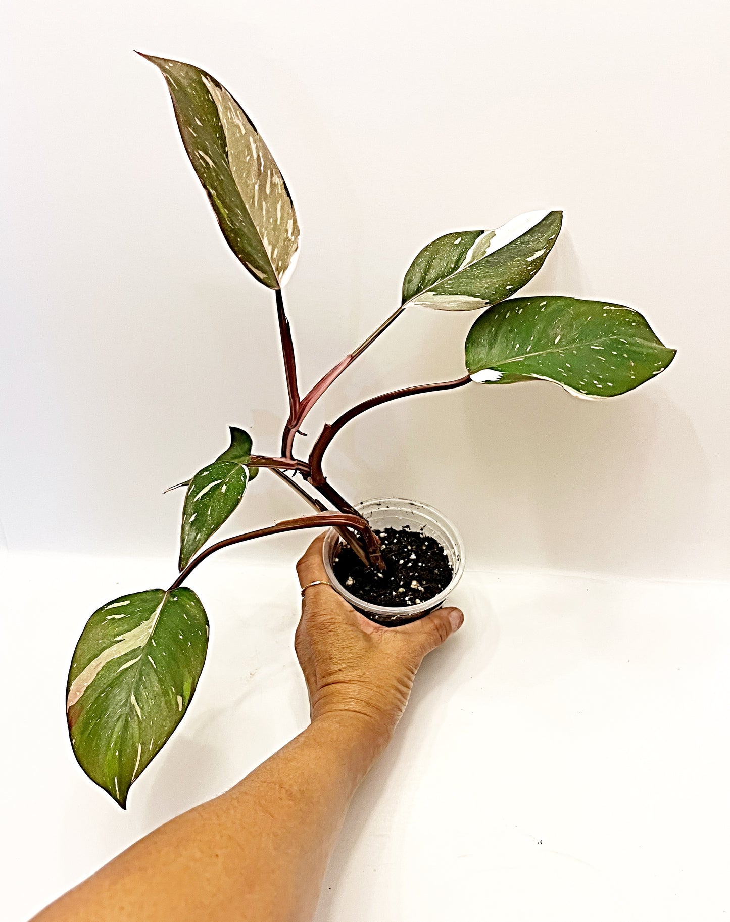 Philodendron Red Anderson  | 4” Pot| Exact Plant