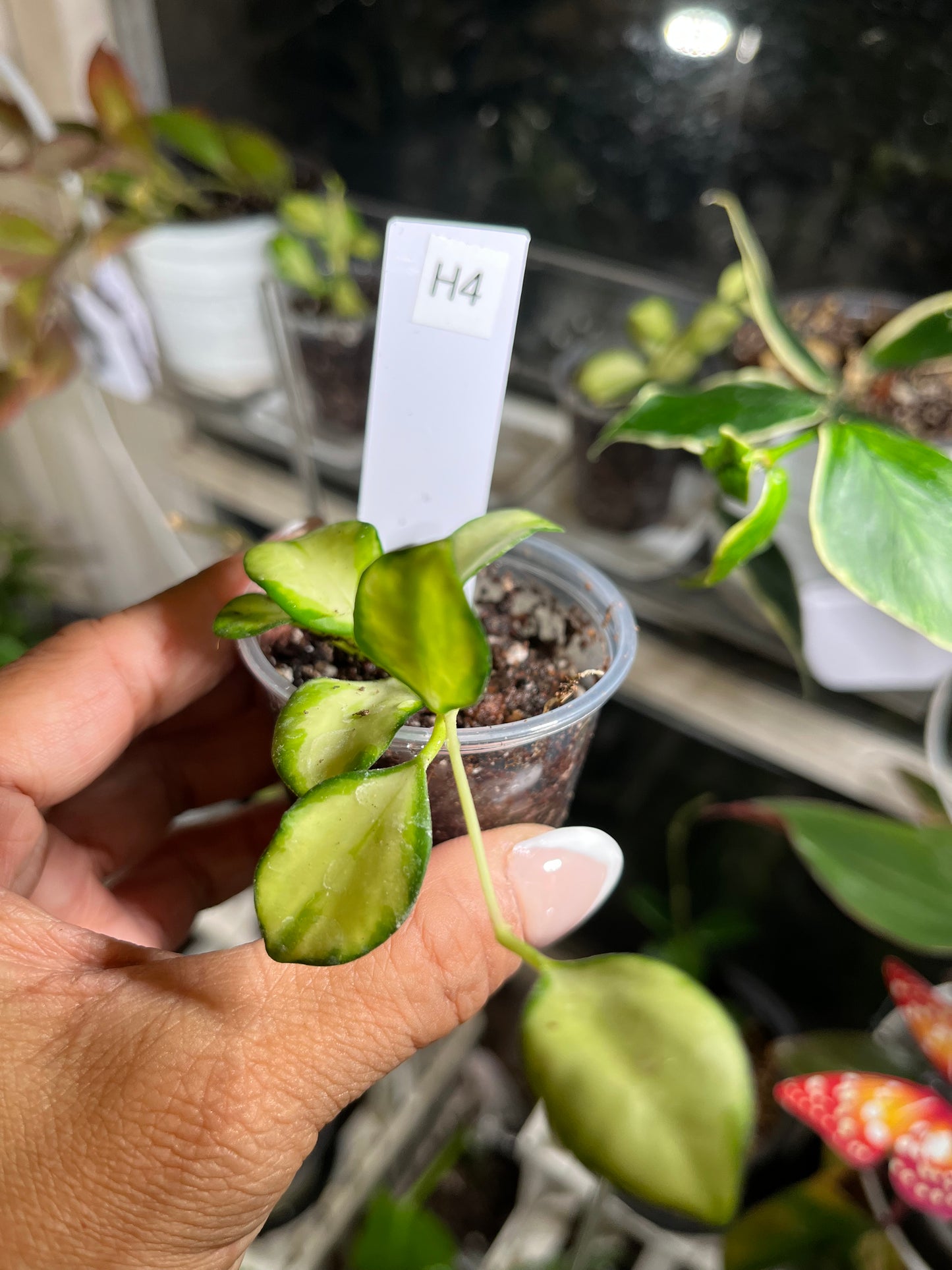 H4- Var. Hoya Heuschkeliana