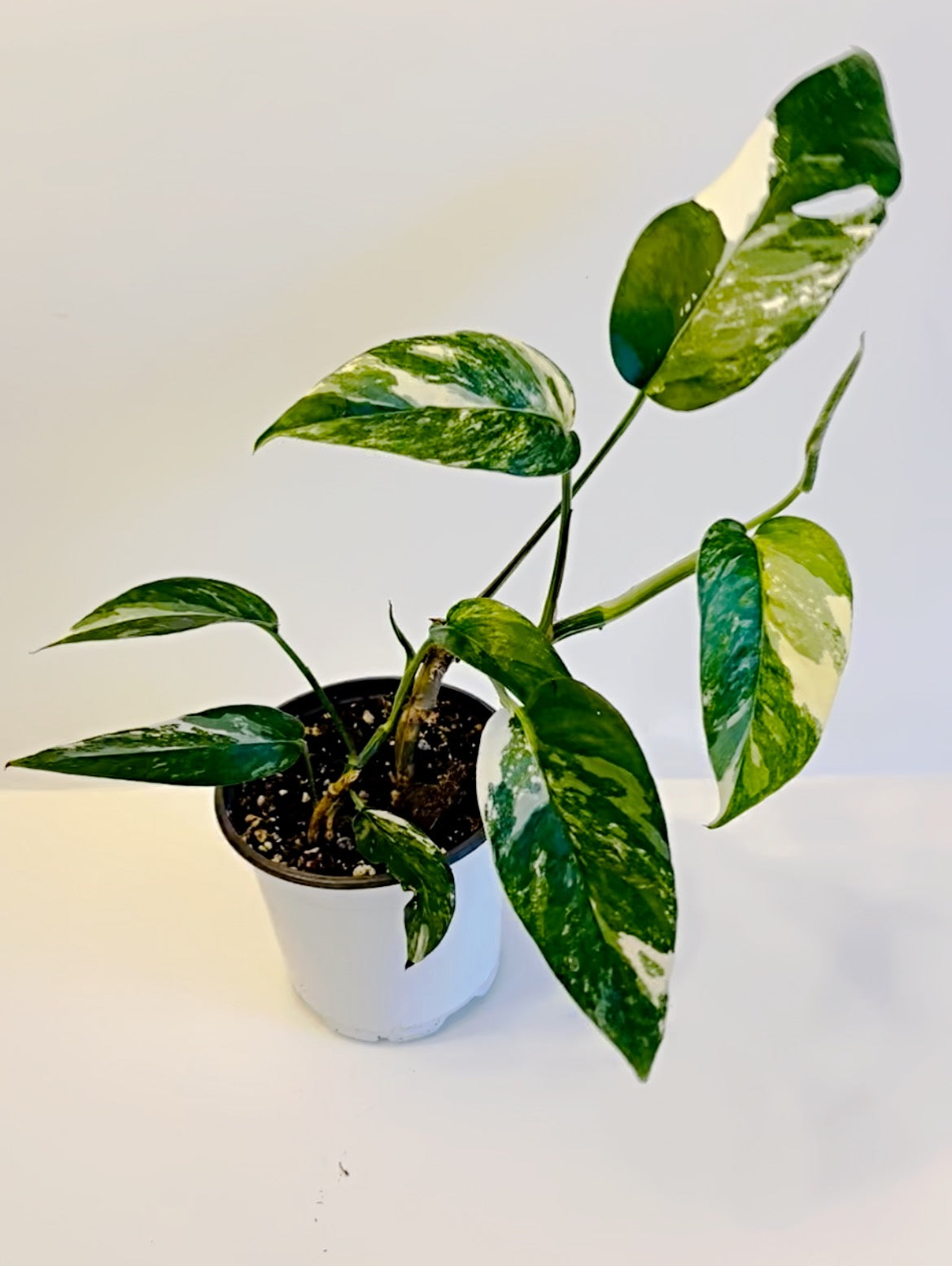 Epipremnum Pinnatum Albo| Exact Plant