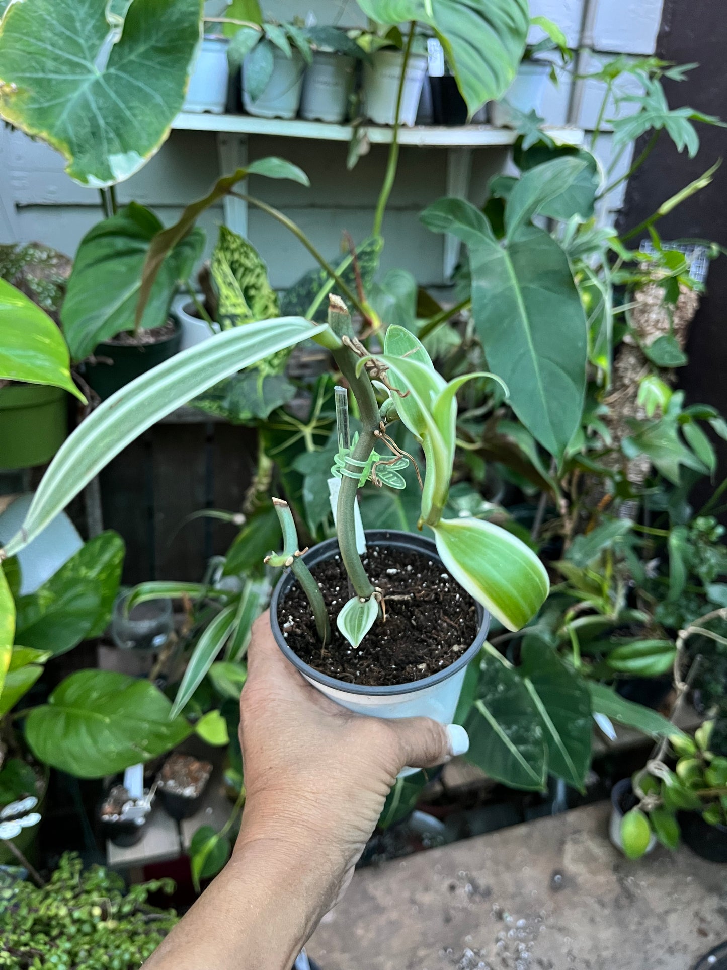 Variegated Vanilla Bean Orchid • 4” pot