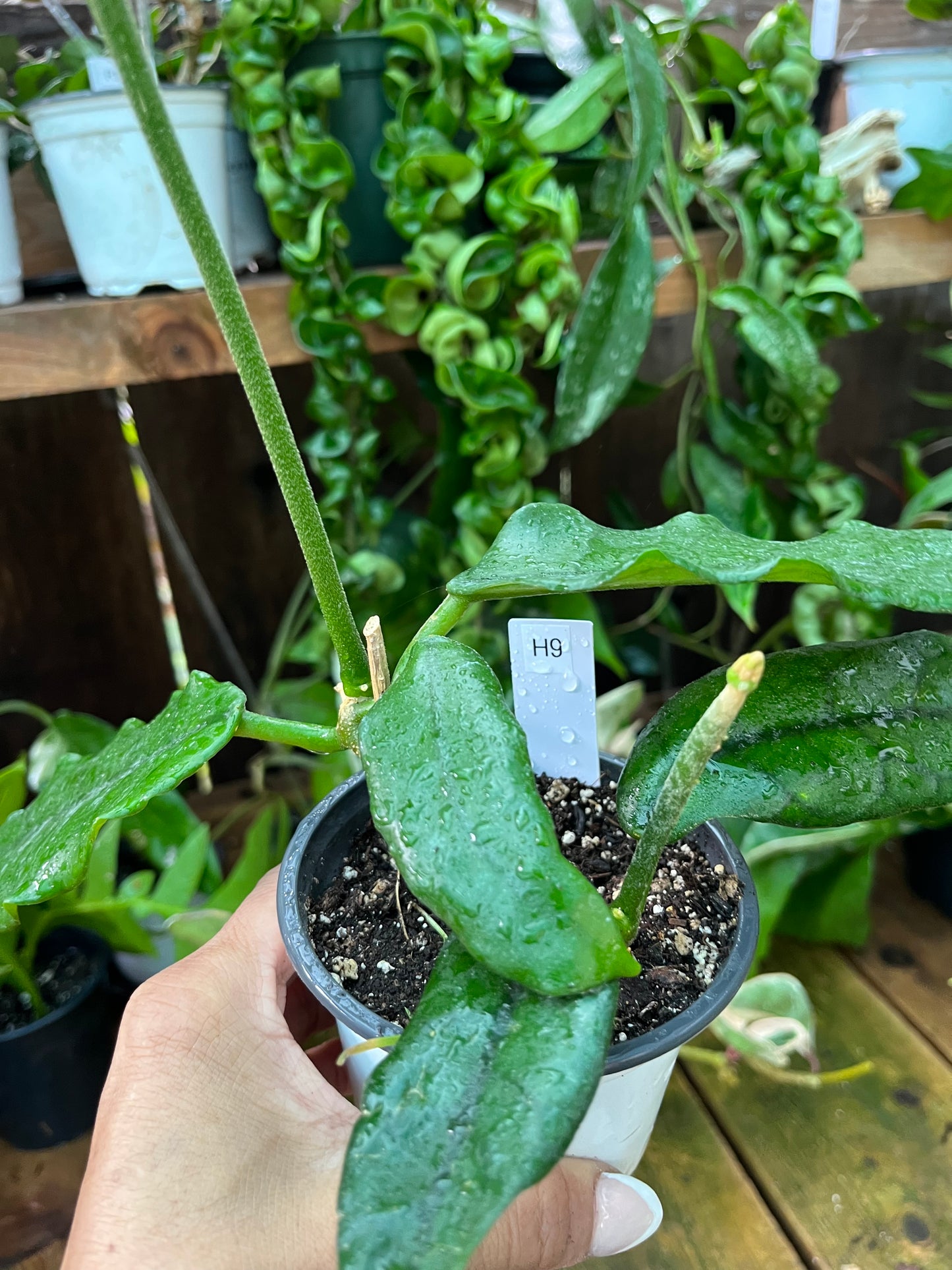 Hoya  Globulosa - 4” pot