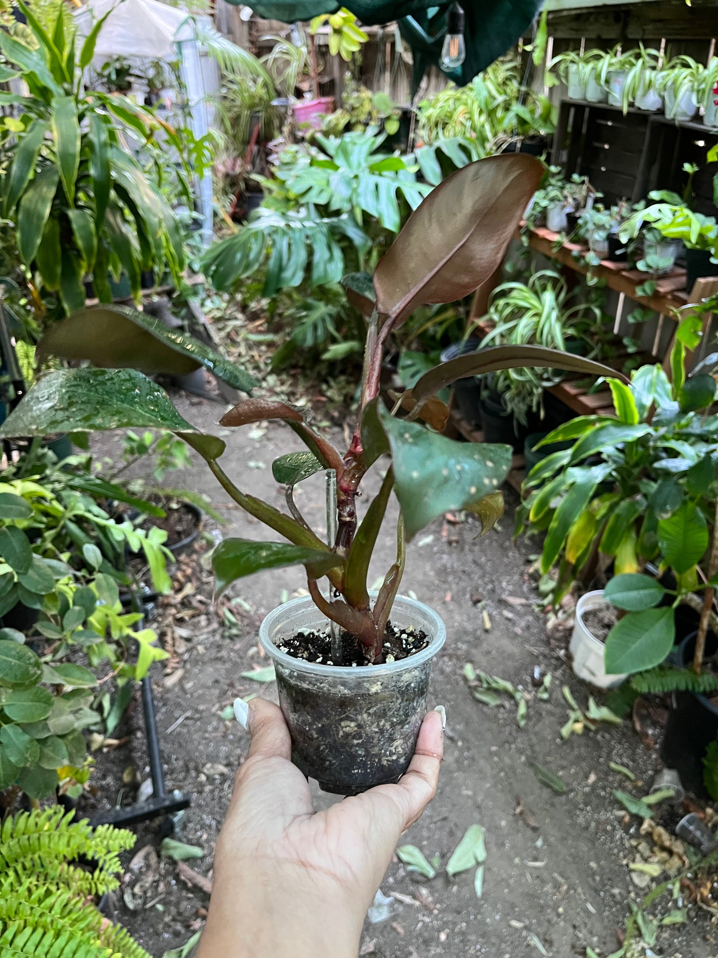 Philodendron Black Cardinal • 4” pot