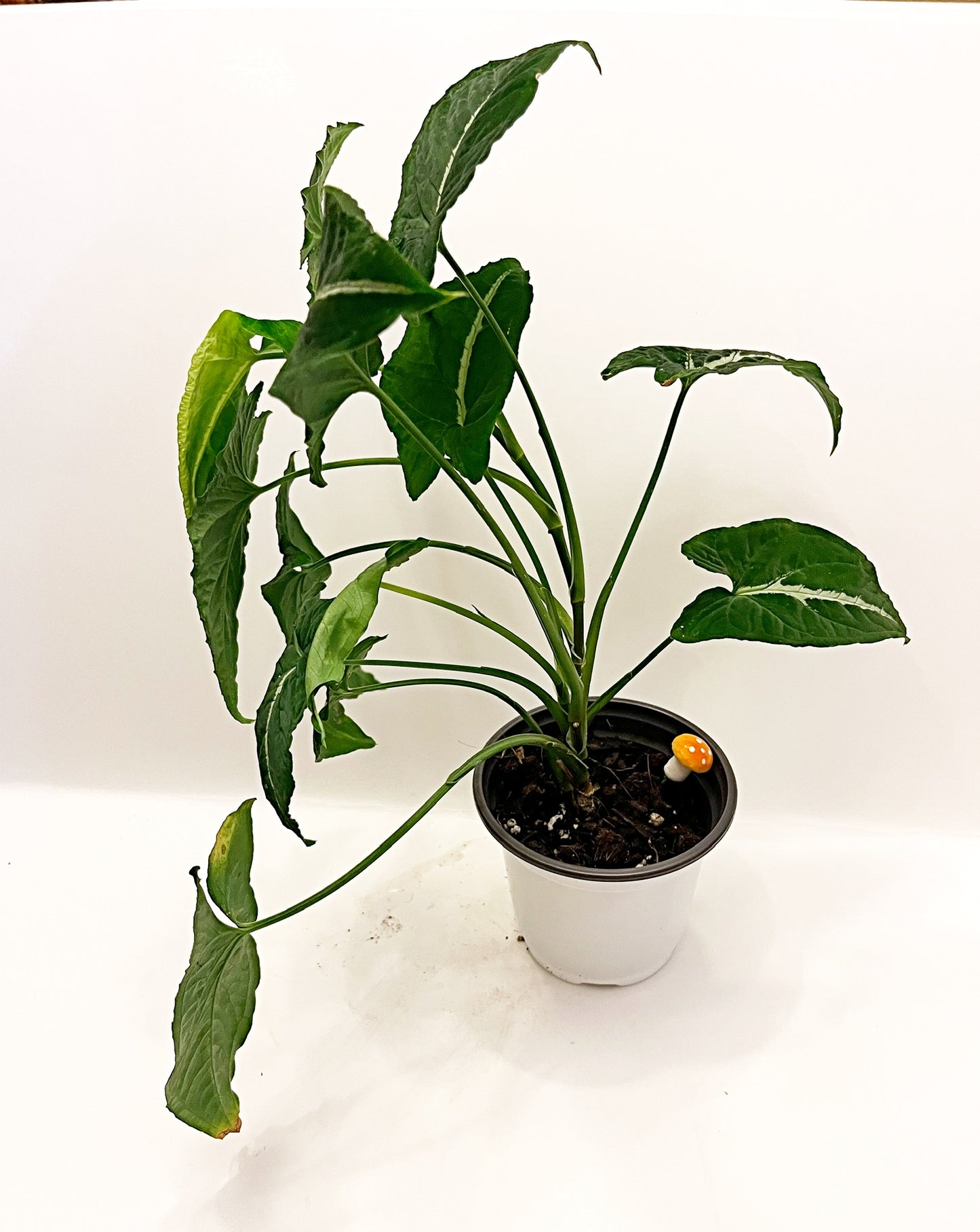 Syngonium Wendlandii   | Exact Plant*