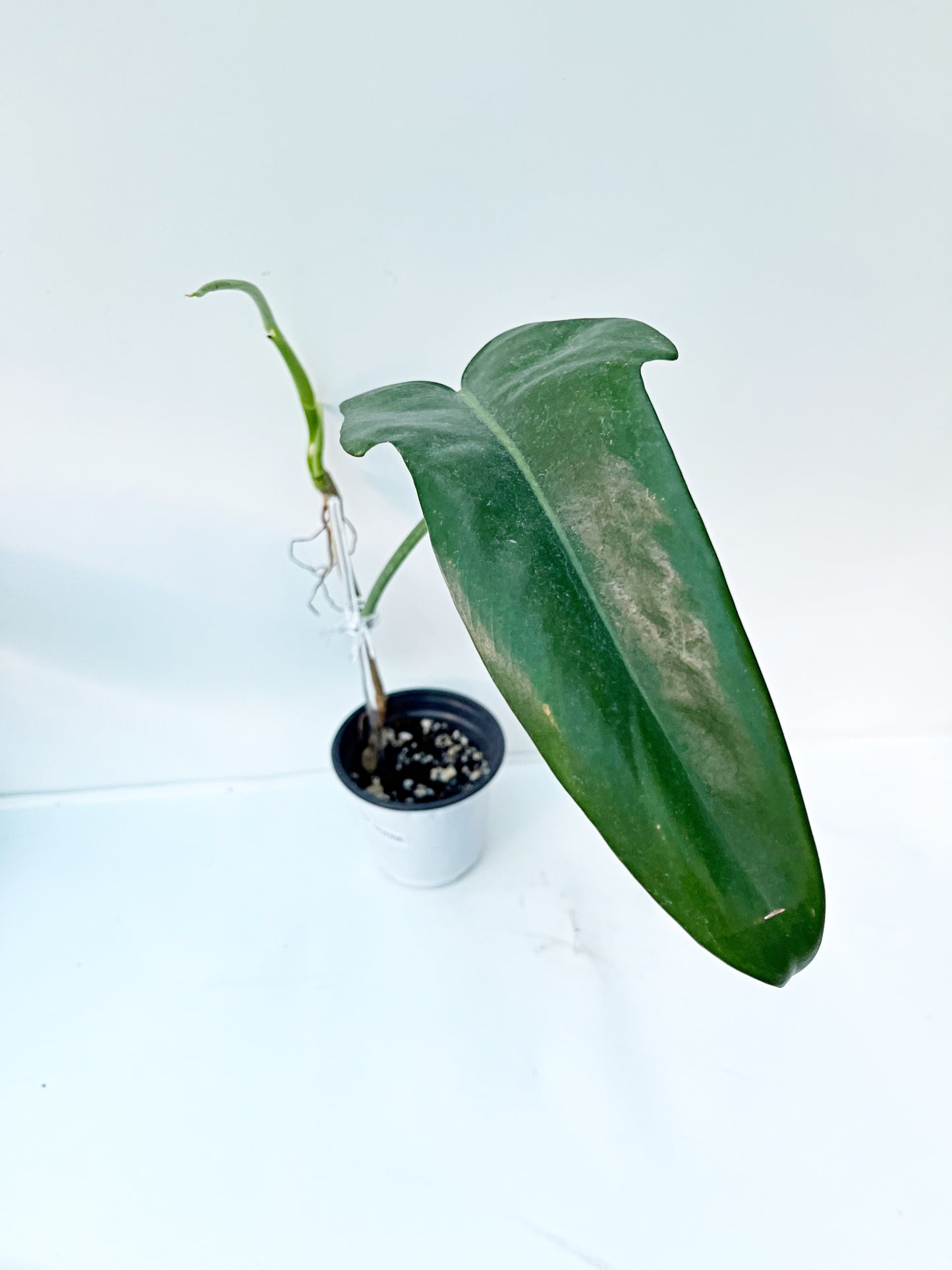 Philodendron Jerry Horne  | 4” Pot| Exact Plant