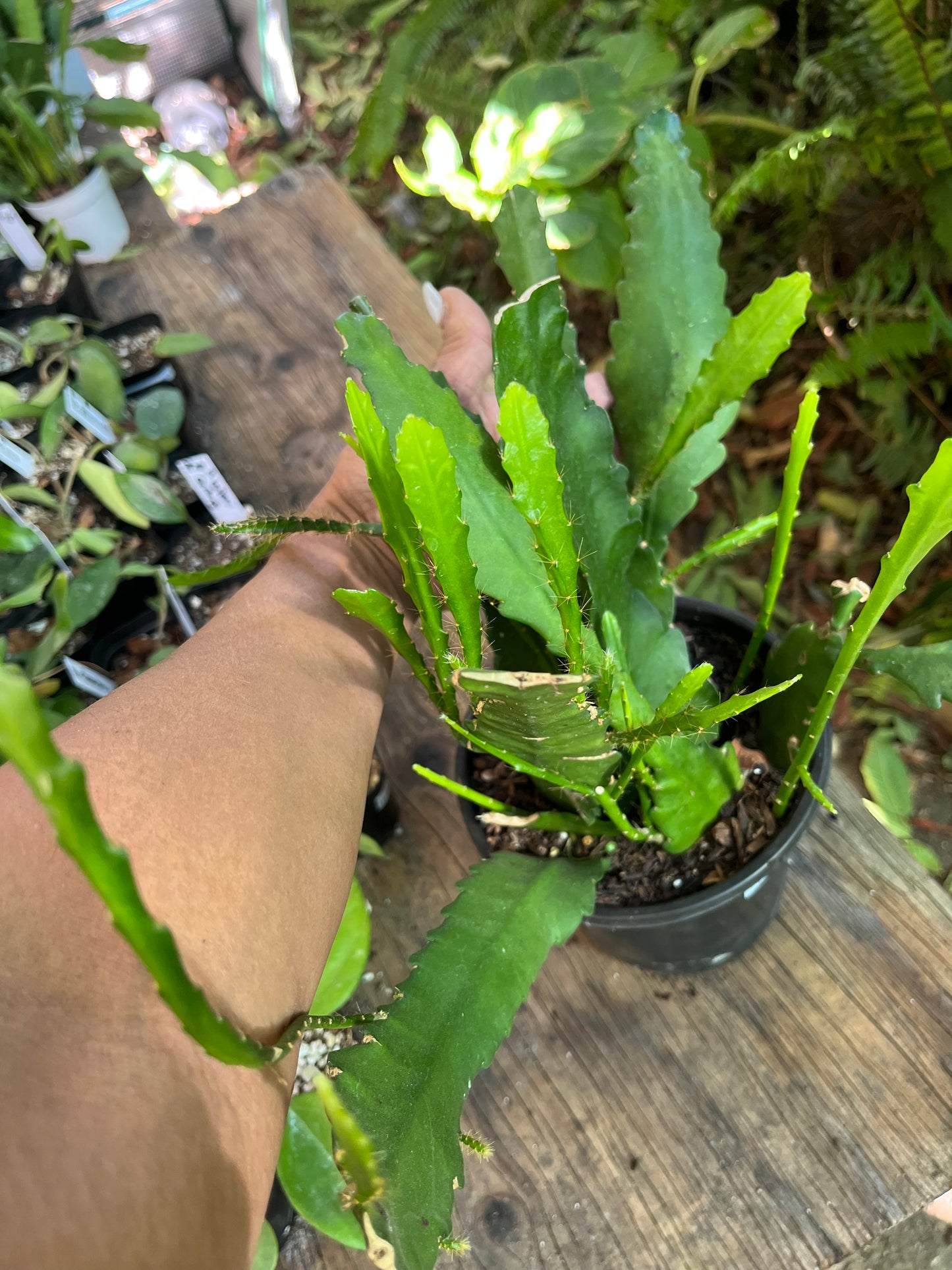 German Empress Orchid Cactus | 8” Pot | Pink flowers