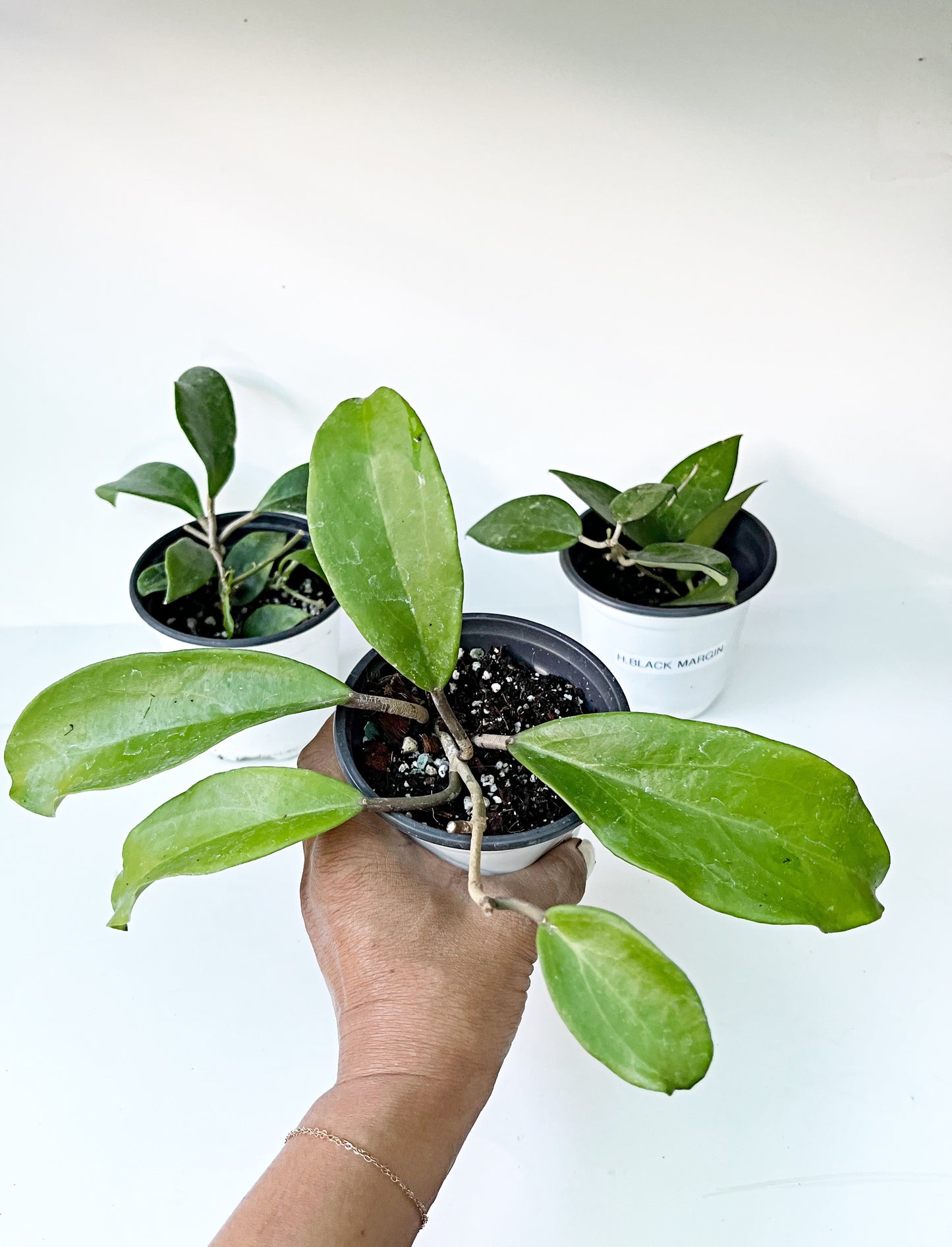 HOYA Bundle - Hoya Limoniaca, Hoya Black Margin, Hoya cv dr Ibok   | Exact Plants