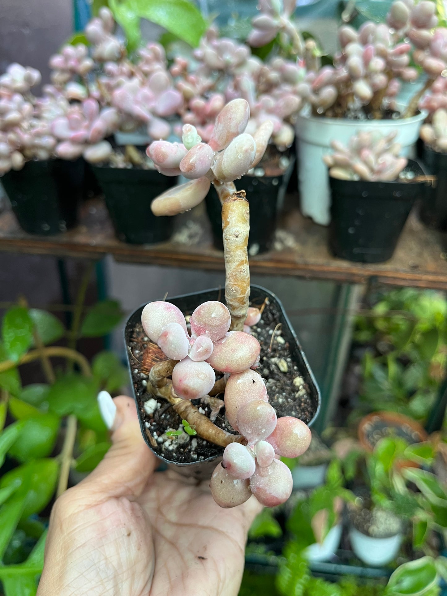 ** Pink Moonstone Succulents