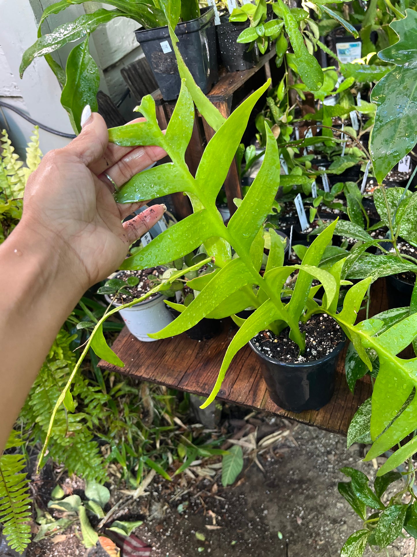 Fern Leaf Cactus - 4” pot