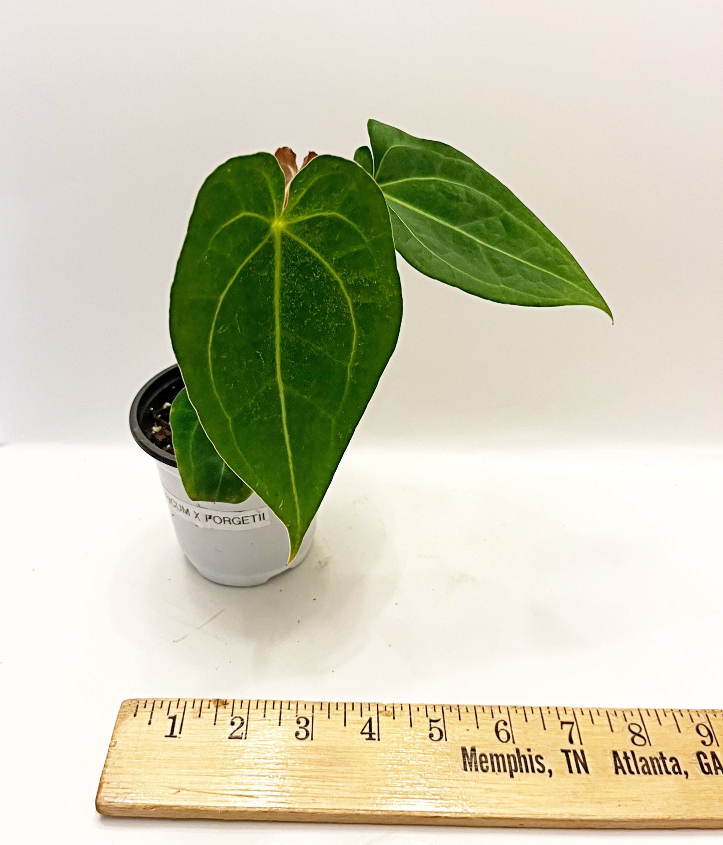 Anthurium Magnificum X Forgetii| 4” pot  | Exact Plant