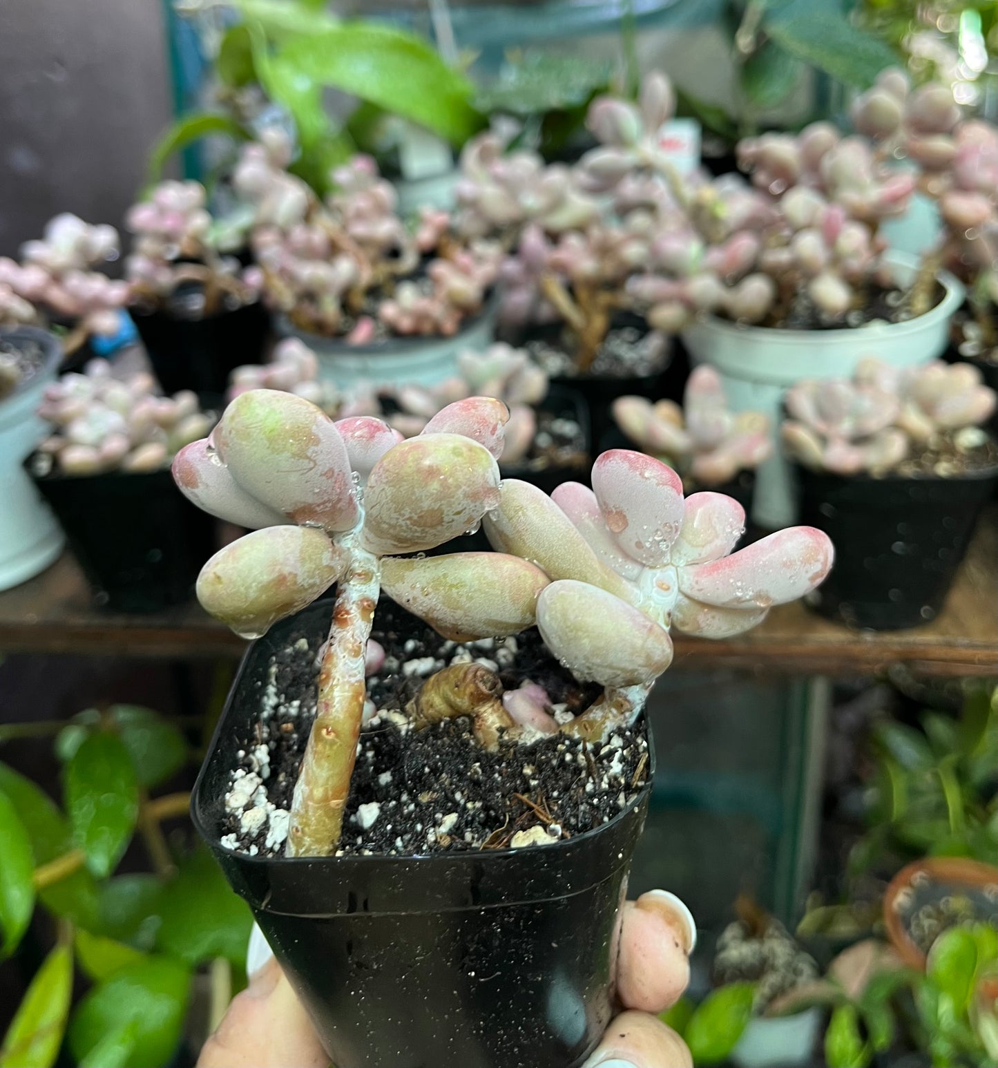 ** Pink Moonstone Succulents