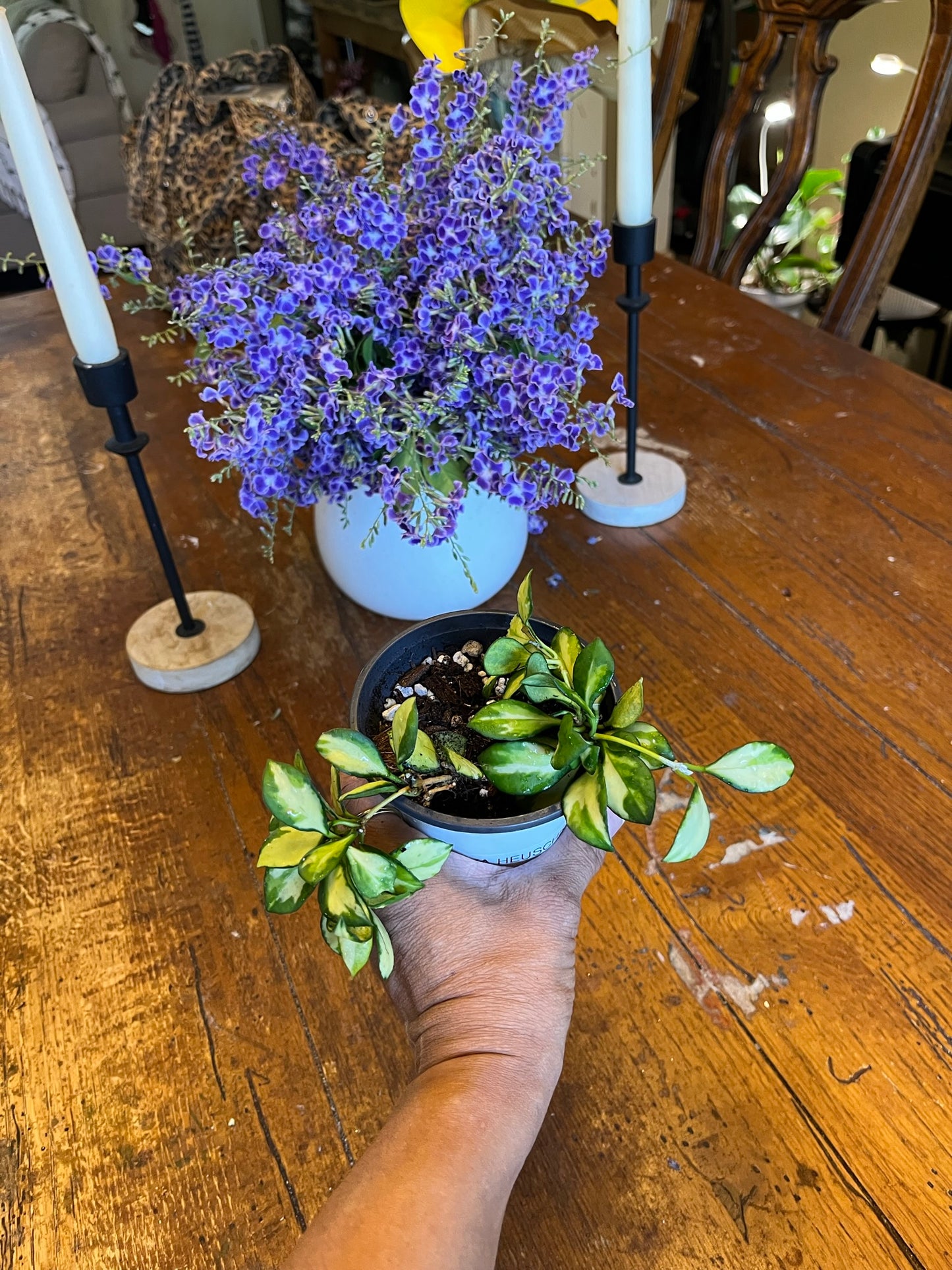 Hoya Heuschkeliana Variegata | Exact Well Rooted Plant