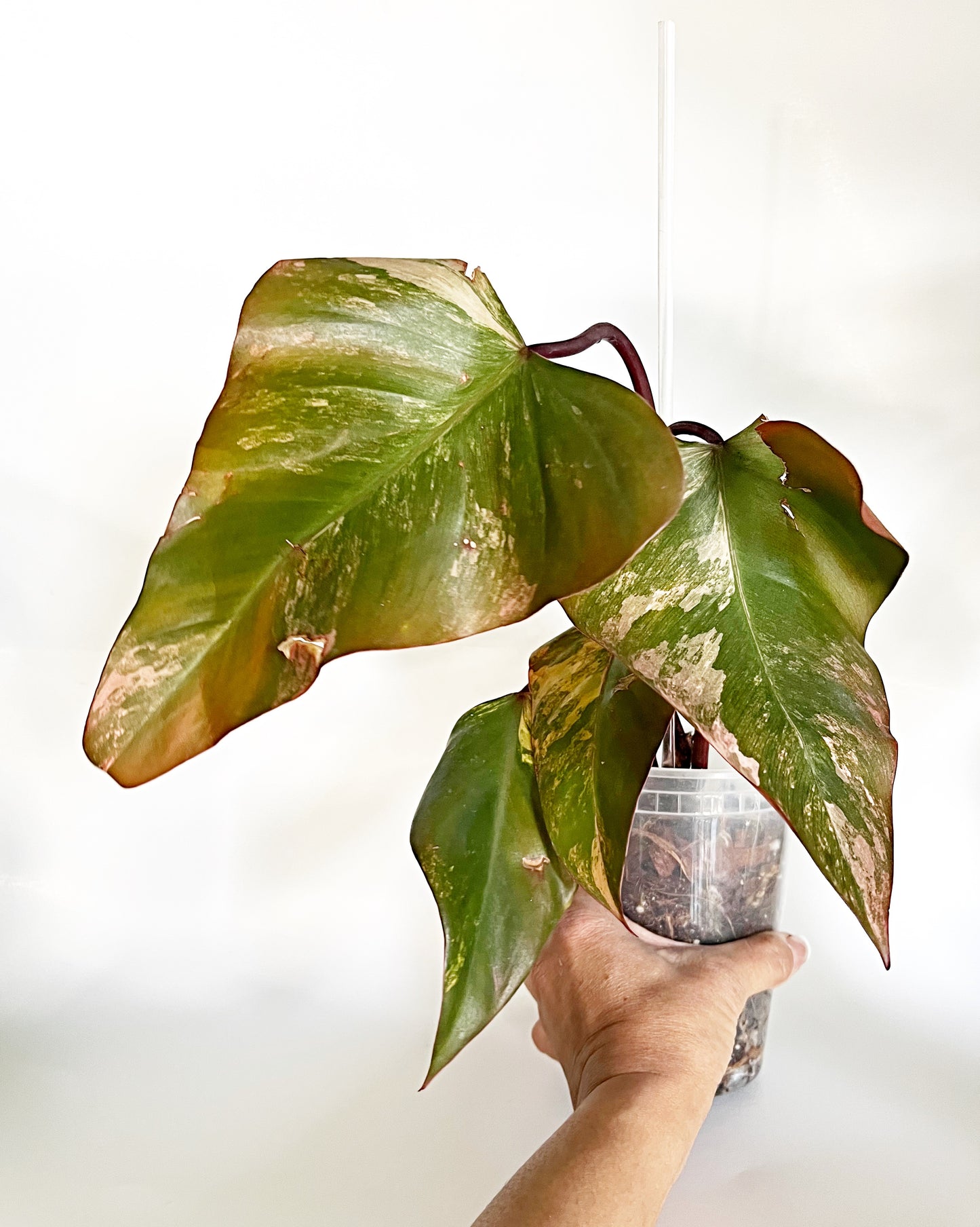 Strawberry Shake Philodendron | Exact Plant