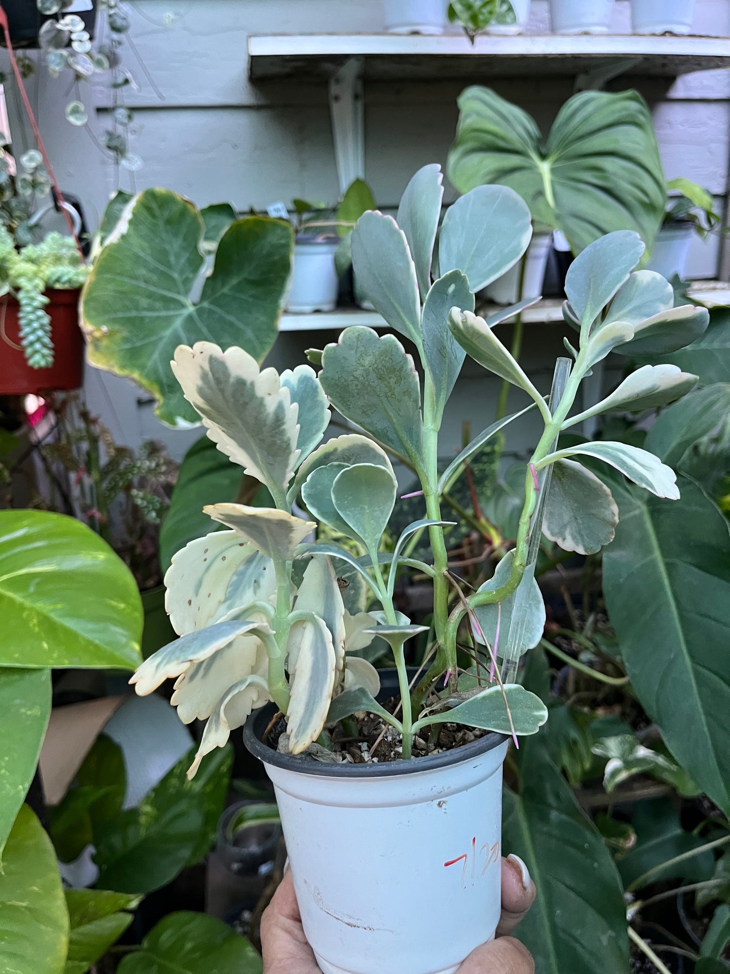 Kalanchoe Lavender Scallop Succulent • Variegated • 4” pot