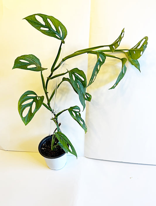 Monstera Adansonii Mint