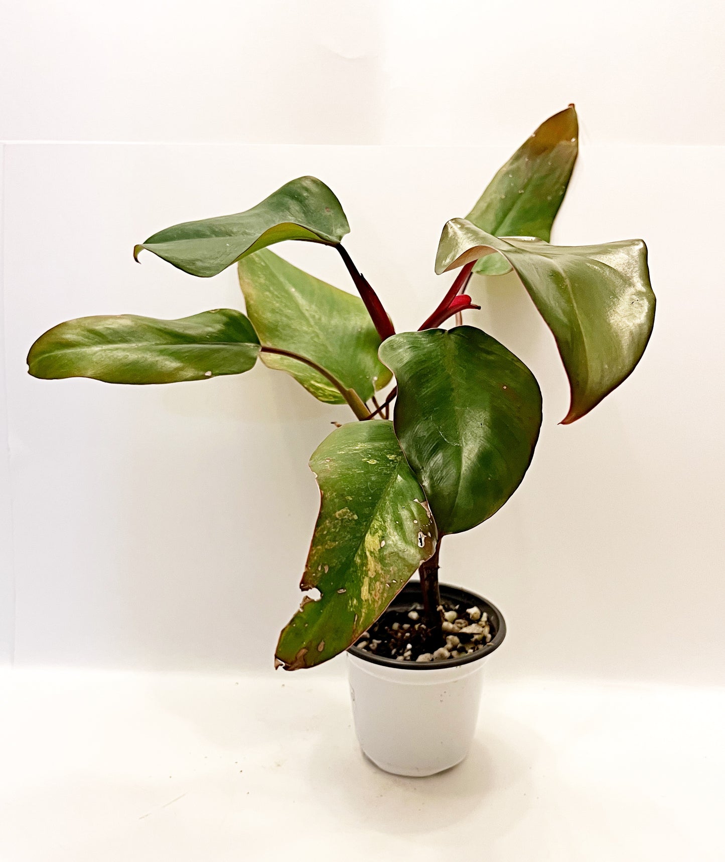 Strawberry Shake Philodendron | Exact Plant