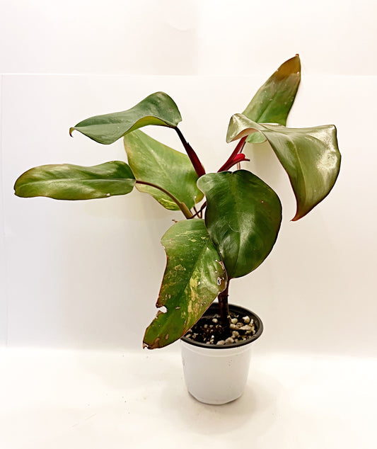 Strawberry Shake Philodendron | Exact Plant