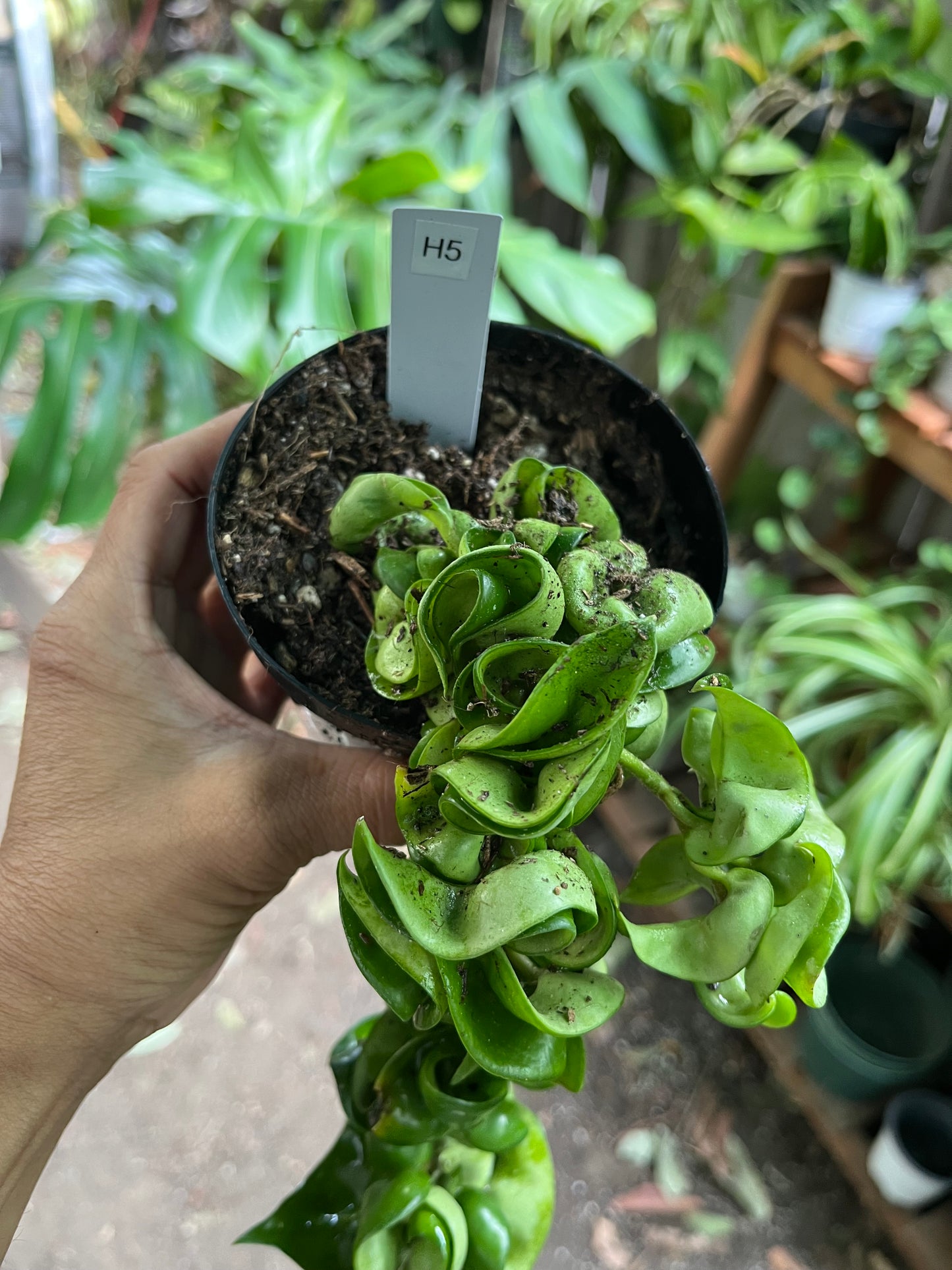 Hindu Rope Hoya - 4” pot