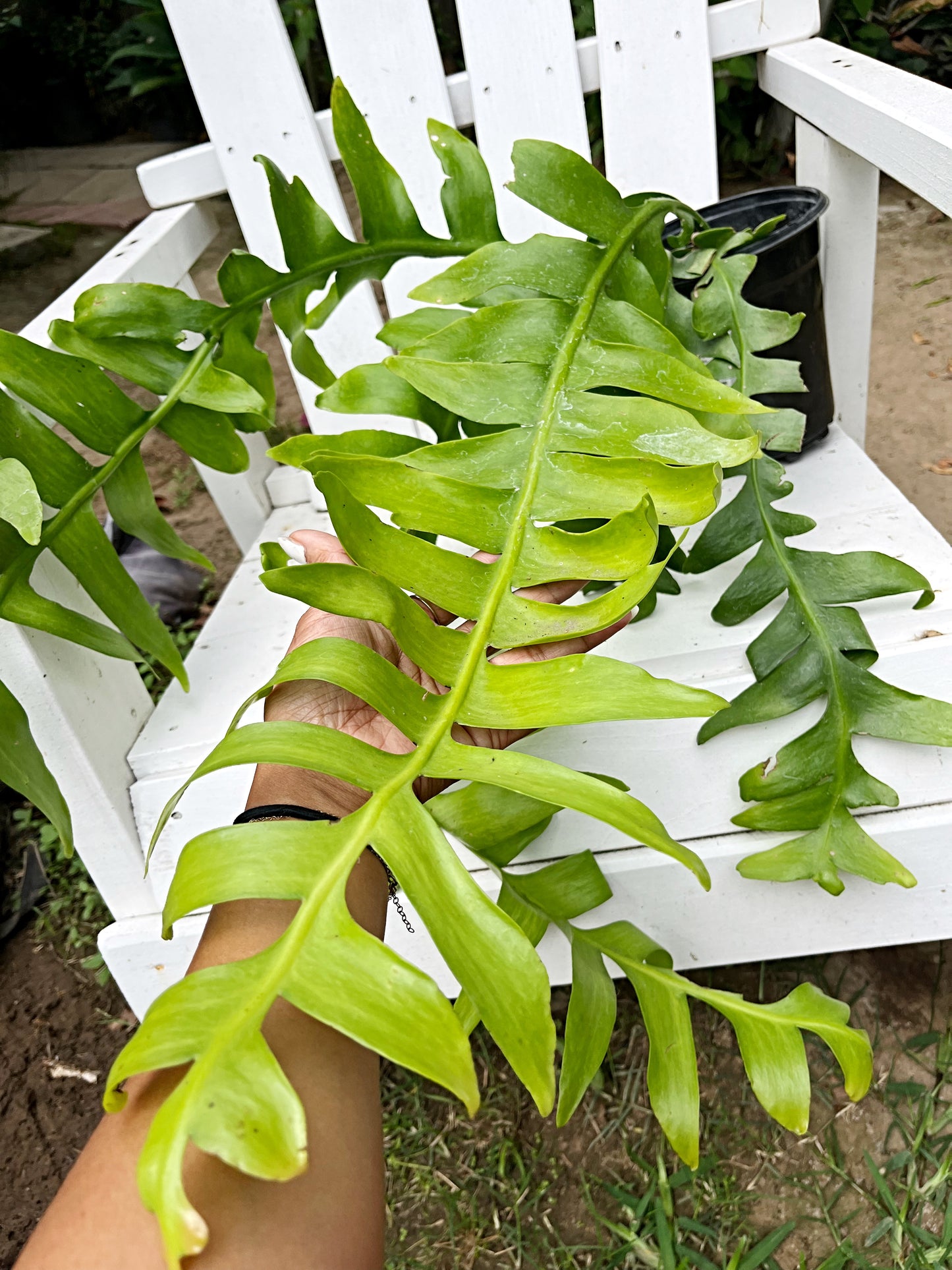 XL Sharktooth Cactus - 26” L| Selenicereus chrysocardium Fern Leaf |  8” pot | Exact Plant