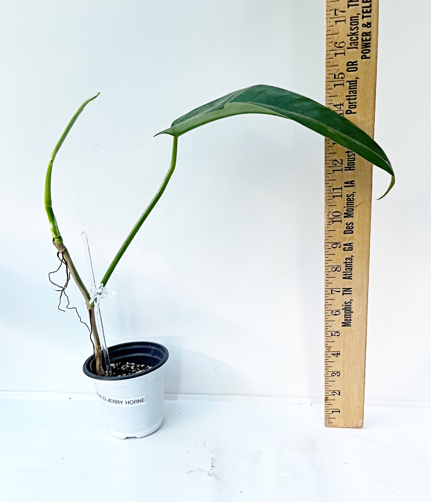 Philodendron Jerry Horne  | 4” Pot| Exact Plant